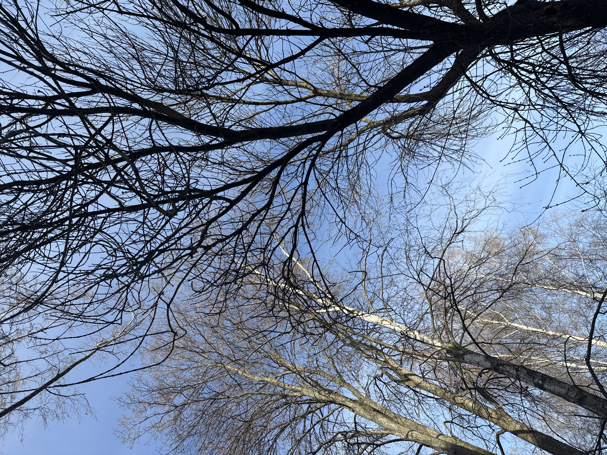 The media file displays an upward-looking perspective through a dense canopy of bare tree branches against a clear, bright blue sky. The primary subjects are the dark, intricate patterns of the tree branches, ranging from thick trunks to fine twigs, which crisscross the frame. Several distinct trees are visible, some with dark, rugged bark, and others with noticeably lighter, almost white bark, characteristic of birch trees. All trees are deciduous and appear to be in a dormant state, having shed their leaves, indicative of late autumn, winter, or early spring.
The sky is a vibrant, cloudless blue, suggesting a clear and sunny day. There is no discernible activity taking place, nor are there any people or artificial objects present. The image conveys a sense of natural serenity and the stark beauty of trees in a colder season. No text is visible in the frame. The location context provided is Chaikovsky, Russia.