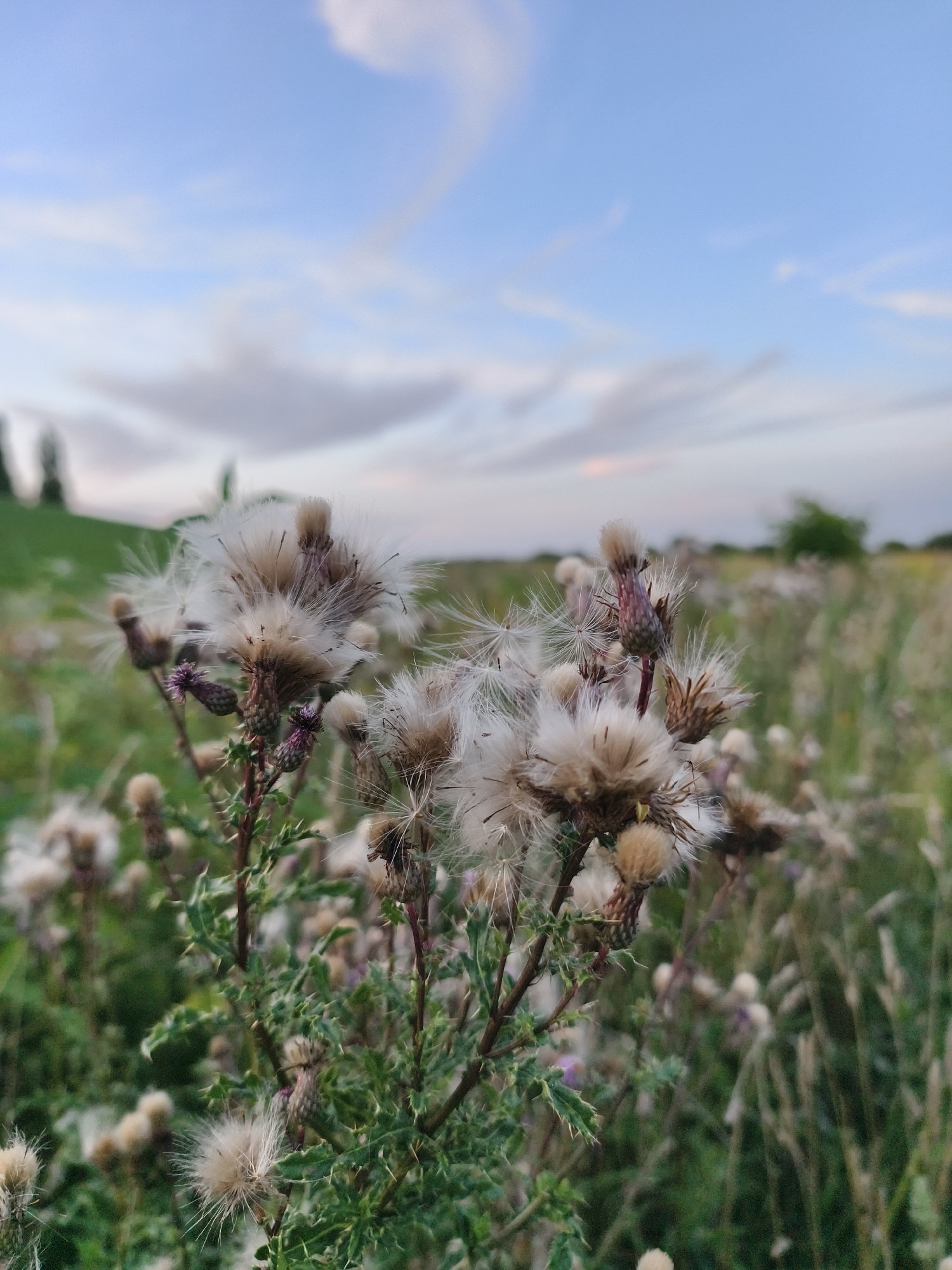 The photograph captures a close-up view of several thistles in a field under a soft blue sky with wispy clouds. The thistles, some with fluffy seed heads, are the primary focus in the foreground, exhibiting their prickly stems and leaves. The background reveals a grassy field with more thistles and vegetation, leading to a gentle, green slope on the left and trees in the distance. The lighting suggests it is either early morning or late evening. The scene is devoid of people or any human activity. There is no identifiable information about the location in Tczew, Poland.