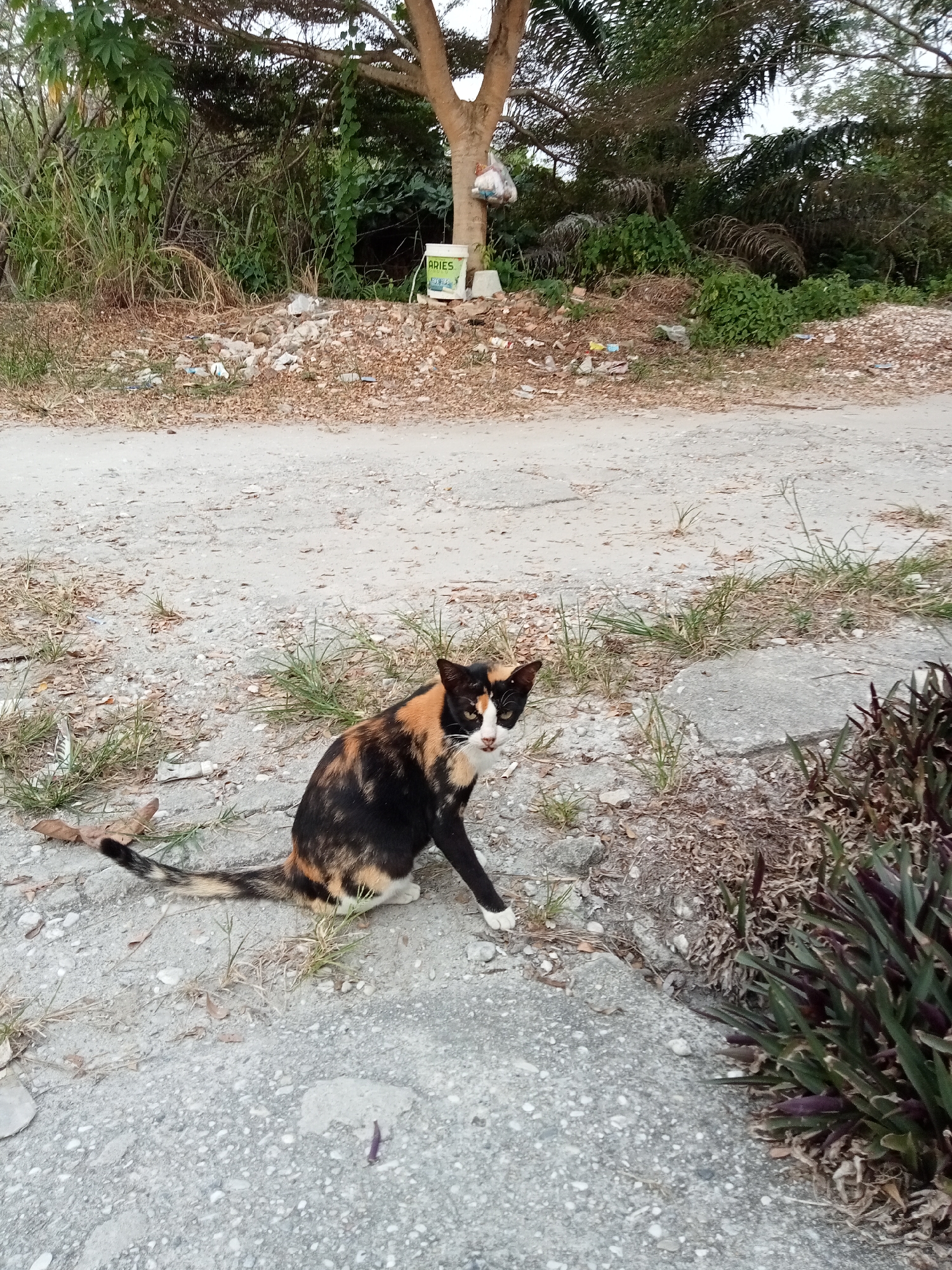 A calico cat sits on a concrete path next to a dirt road in Kualu, Indonesia. The cat has black, orange, and white fur. It is looking at the camera with wide eyes. In the background, there is a tree with a white plastic bag hanging from it, and a pile of debris on the ground. There are also various plants and trees in the background. The overall scene appears to be outdoors in a somewhat neglected area.