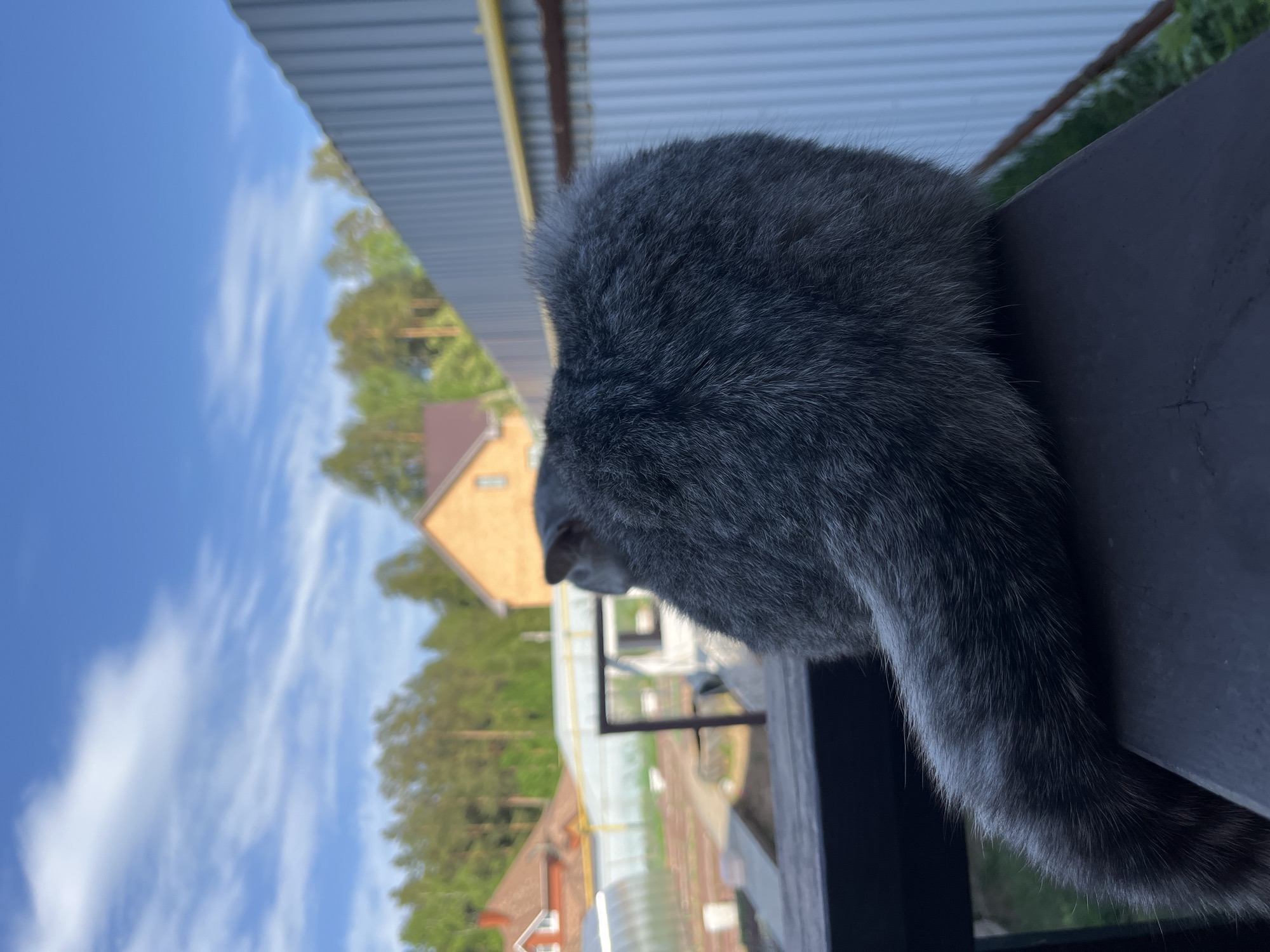 A medium, close-up shot depicts a gray cat perched on a dark railing, its back and tail visible. The cat is looking outwards, away from the camera, toward a landscape that includes houses, trees, and a partly cloudy sky. The foreground is out of focus, and in the mid-ground, there's a fenced-in area, possibly a garden or greenhouse. In the background, a residential neighborhood with houses is visible against a backdrop of lush green trees and a bright, daytime sky with scattered clouds. The photograph was taken in the city of Chaikovsky, Russia.