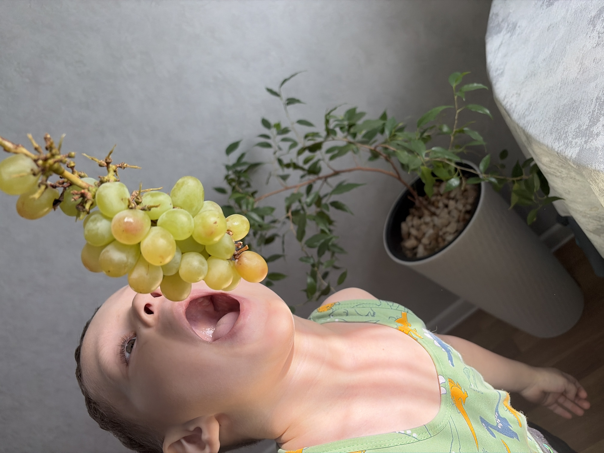A low-angle, slightly tilted shot captures a child with their mouth open, seemingly about to eat a bunch of green grapes. The child is fair-skinned, wearing a green tank top patterned with cartoon dinosaurs. Above the child's open mouth is a cluster of green grapes hanging from a brown stem.
In the background, a green leafy plant sits in a light gray pot filled with pebbles. A small portion of a white tablecloth-covered object is visible in the upper right corner of the frame. The background wall is a neutral gray color.
The location, Chaikovsky, Russia, is stated.