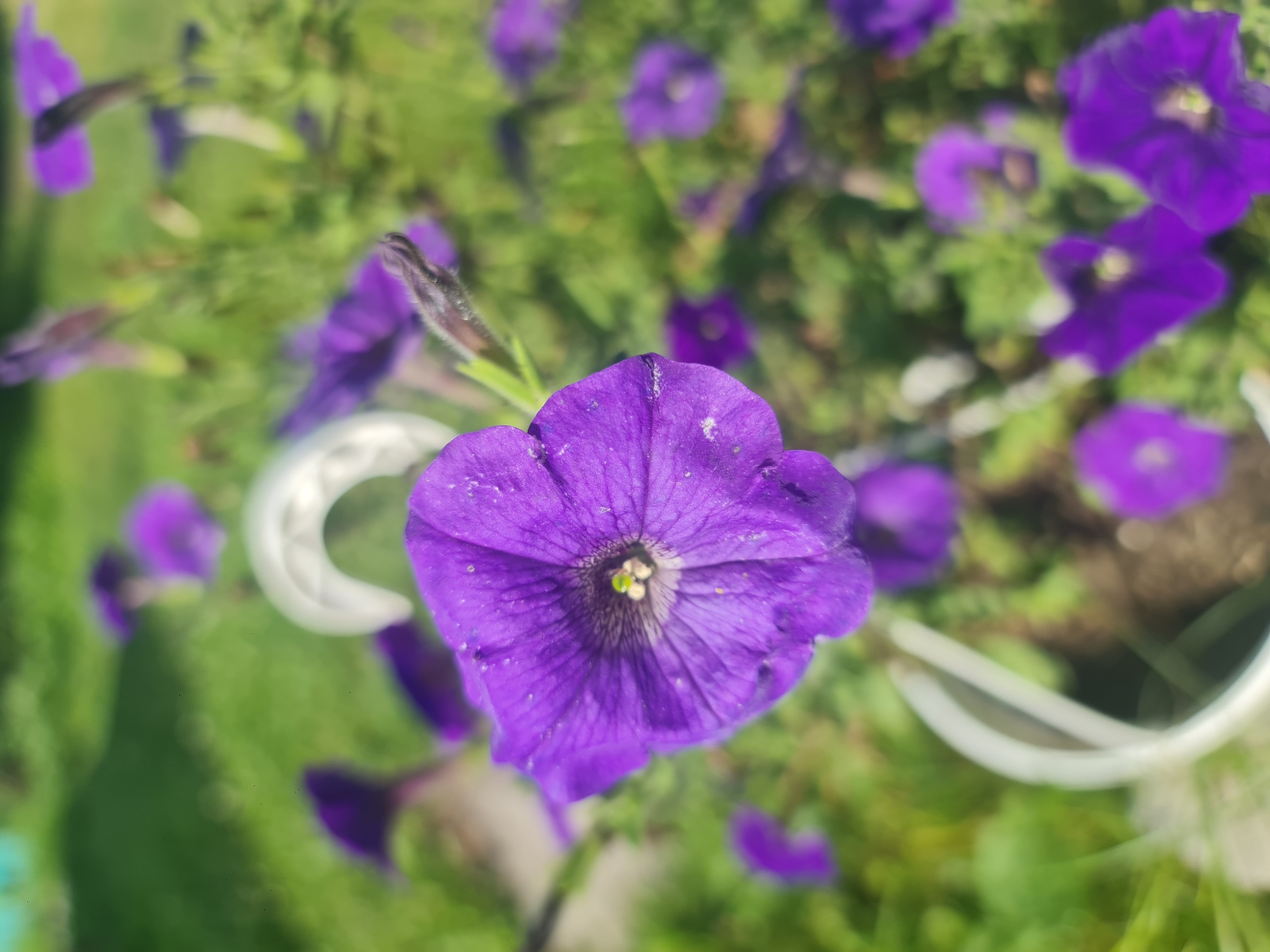 This is a close-up, eye-level, medium shot of purple petunias in a garden. The main subject is a single, vibrant purple petunia bloom in the foreground, slightly off-center to the right. Its petals are ruffled and textured, with dark lines radiating towards the center. The stamen is visible in the center, with a hint of green and yellow.
In the background, several other purple petunia blooms are visible, some in focus and some blurred, creating a bokeh effect. These blooms vary in size and are scattered throughout the scene. The background is a soft blur of green grass and foliage, indicating an outdoor setting.
A white, curved object, possibly part of a planter or garden decoration, is visible in the upper left quadrant of the image, out of focus. There are also some small dark specks scattered on the petals and in the background, which could be dirt or pollen. The lighting suggests it is a sunny day.
While the image depicts a garden scene, there is no specific indication of its location within the city of Angarsk, Russia. The image does not contain any people or animals.