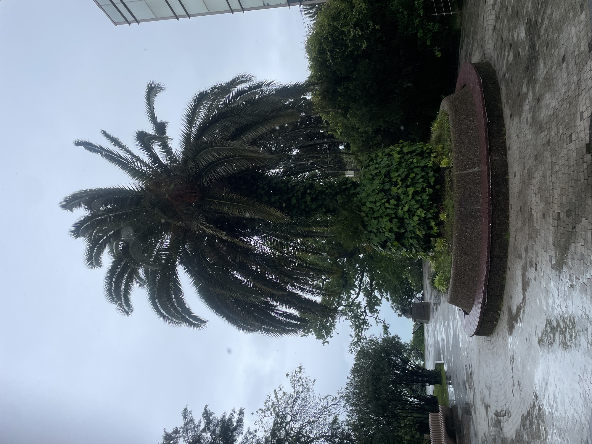 The image depicts an outdoor scene in Sochi, Russia, showcasing a palm tree dominating the left side of the frame against an overcast sky. The ground is wet, suggesting recent rain, and is paved with grey cobblestones. To the right, a curved concrete planter filled with lush greenery sits adjacent to the paved area. The top of a building is visible at the top of the image. There are benches and trees to the right of the concrete planter. The scene is static with no visible people or actions.