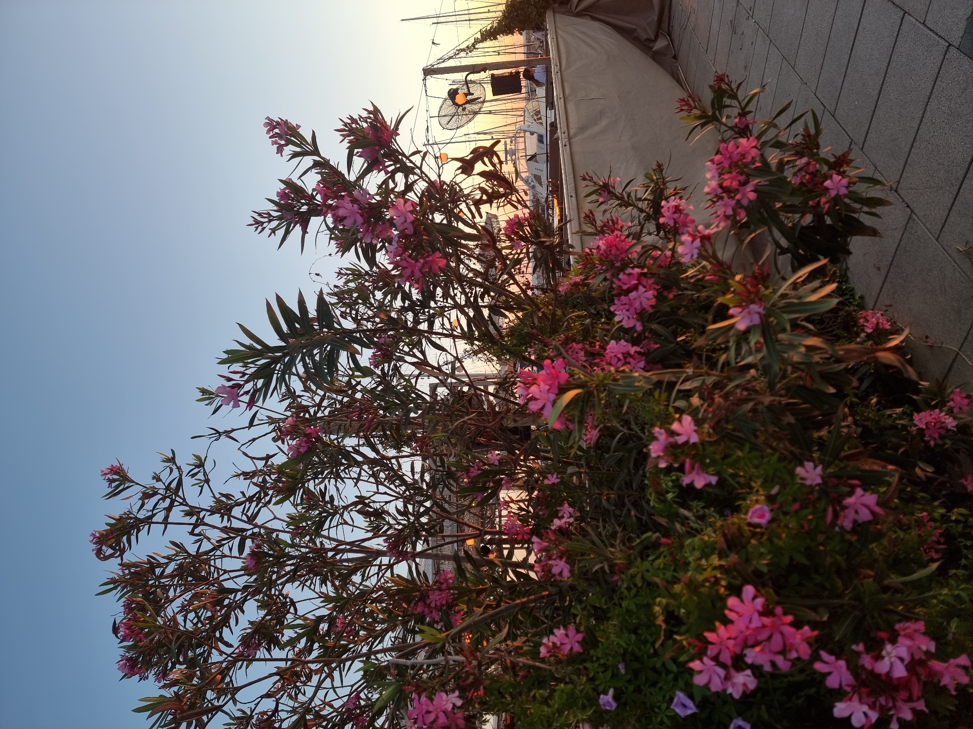 The image displays a vibrant outdoor scene at a marina, likely during sunset or late afternoon. The foreground is dominated by a lush bush featuring abundant clusters of bright pink flowers and dark green, elongated leaves, possibly an Oleander. This foliage frames the view of the background, extending across the lower and central portions of the image.
In the background, a marina setting unfolds. Numerous boats, primarily sailing yachts, are docked, their masts and rigging silhouetted against a warm, golden glow emanating from the horizon, characteristic of the "golden hour." This light reflects gently on the water. A clear, bright blue sky occupies the upper left quadrant of the image.
Adjacent to the marina, a light-colored canvas awning or tent-like structure is visible on the right. Artificial lighting elements are present, including a large, industrial-style fan with a glowing light source at its center, suspended above the boats. Subtle hints of smaller, possibly decorative, lights are also visible amidst the foliage and in the background. A paved or tiled walkway is visible along the bottom right edge.
The scene conveys a peaceful and picturesque ambiance. No specific human activity is clearly depicted, allowing the natural beauty and the marina's tranquility to be the focal point. There is no visible text in the image. The setting, with its specific flora and marina environment, aligns with the context of Tel-Aviv, Israel.