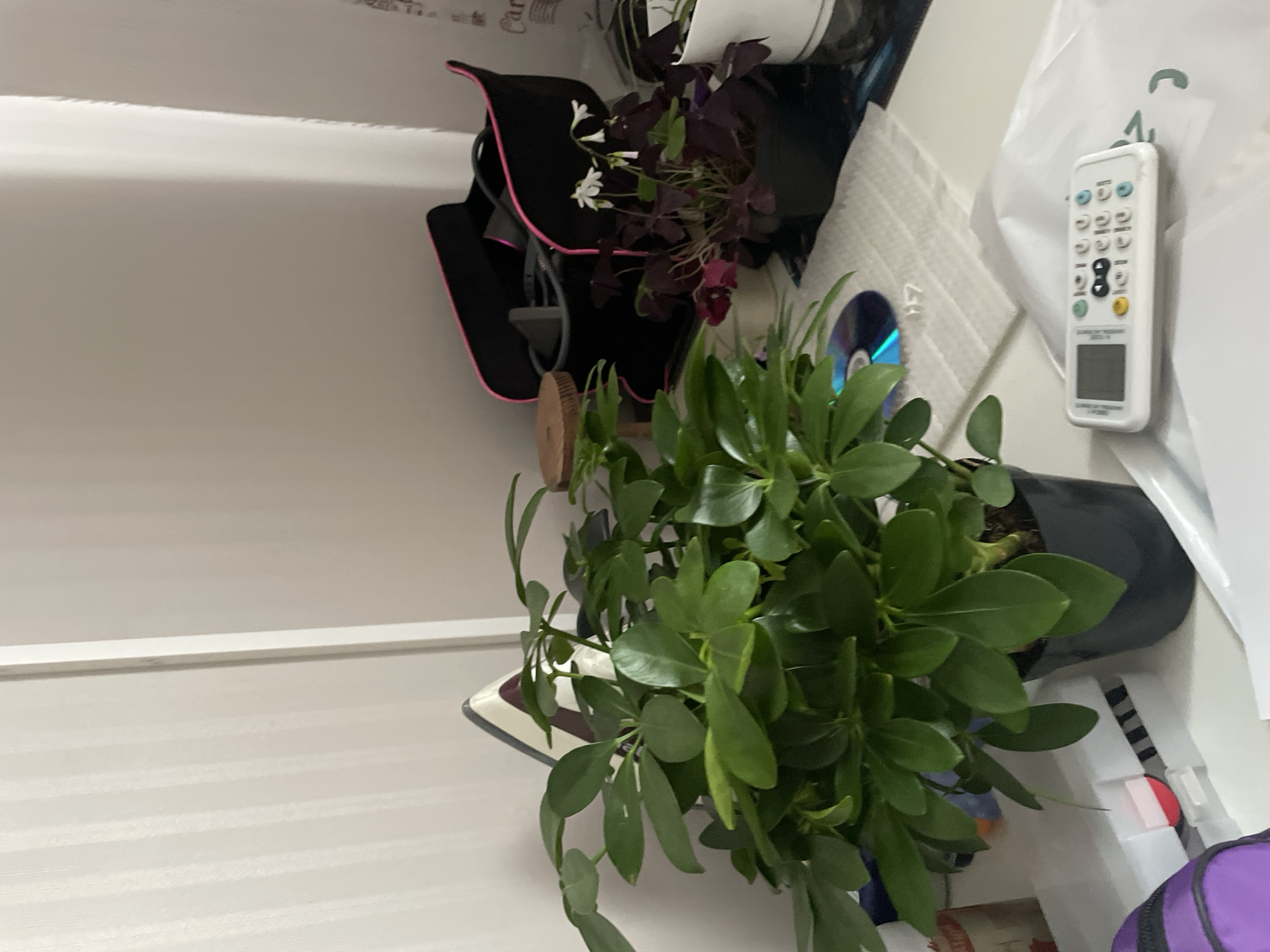A medium shot captures a desk surface in what appears to be a domestic setting, possibly an office or living space. The background features a white, vertically striped wall, suggesting a room with textured wallpaper or paneling. On the desk, a large, healthy green potted plant with broad leaves dominates the left side of the frame. To the right of the plant, a smaller pot contains a dark purple plant with delicate white flowers. Behind these plants, a black bag with pink trim is visible, containing various cables. A wooden coaster sits atop the larger plant's pot. In the foreground, a white remote control with numerous buttons and a small screen rests on a piece of white material. Partially visible to the left are the edge of a purple bag and a CD. The lighting suggests an indoor environment, likely during the day. No specific location in Almaty, Kazakhstan, can be determined from the visual information provided.