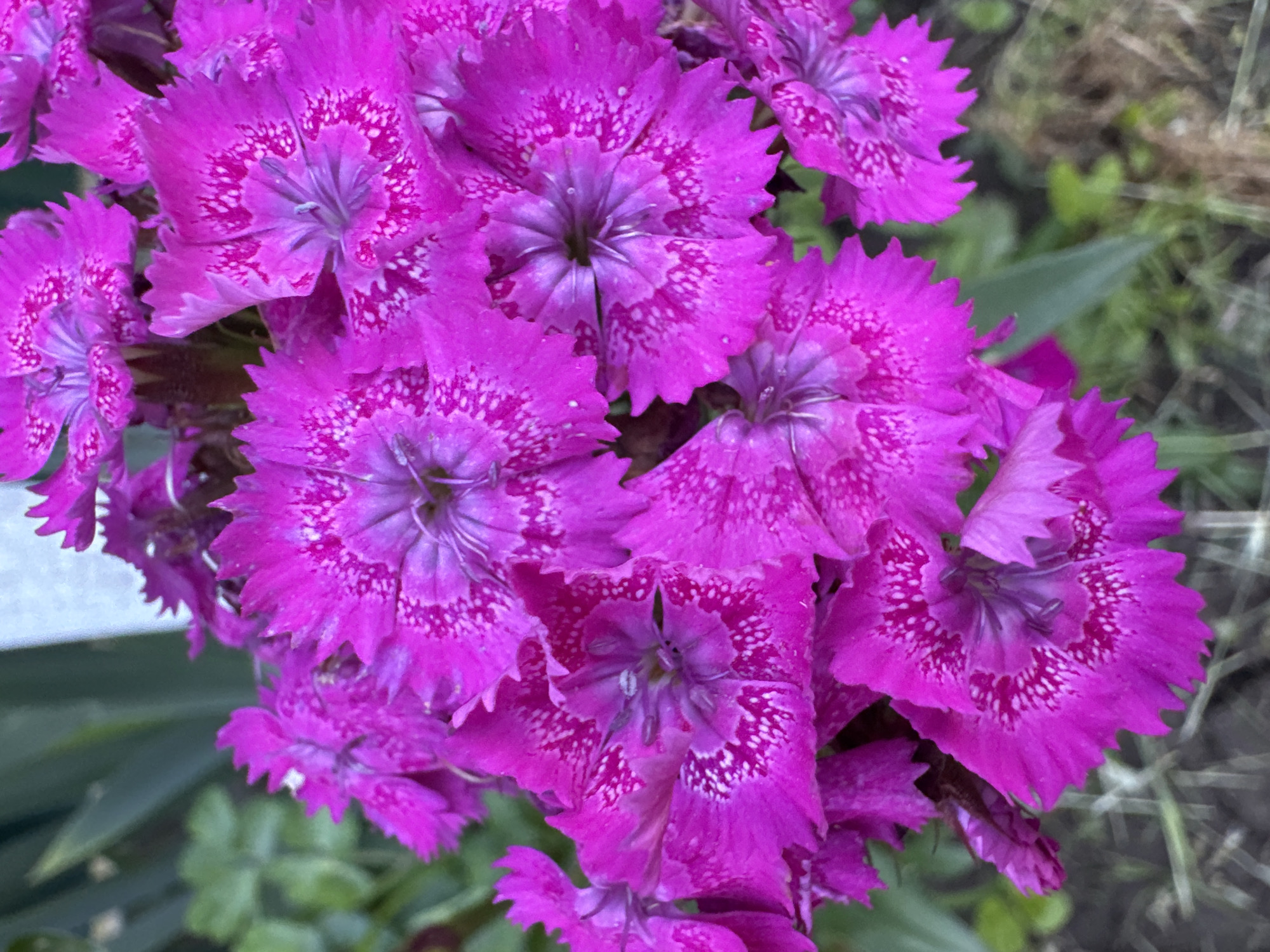 The image shows a close-up, eye-level, medium shot of a cluster of bright pink dianthus flowers. The flowers have serrated petals with a patterned center of lighter pink and white speckles. The background is blurred, showing green foliage and hints of a white structure, possibly a building or fence. The lighting appears natural, suggesting an outdoor setting. The image was taken in Pănășești, Moldova.