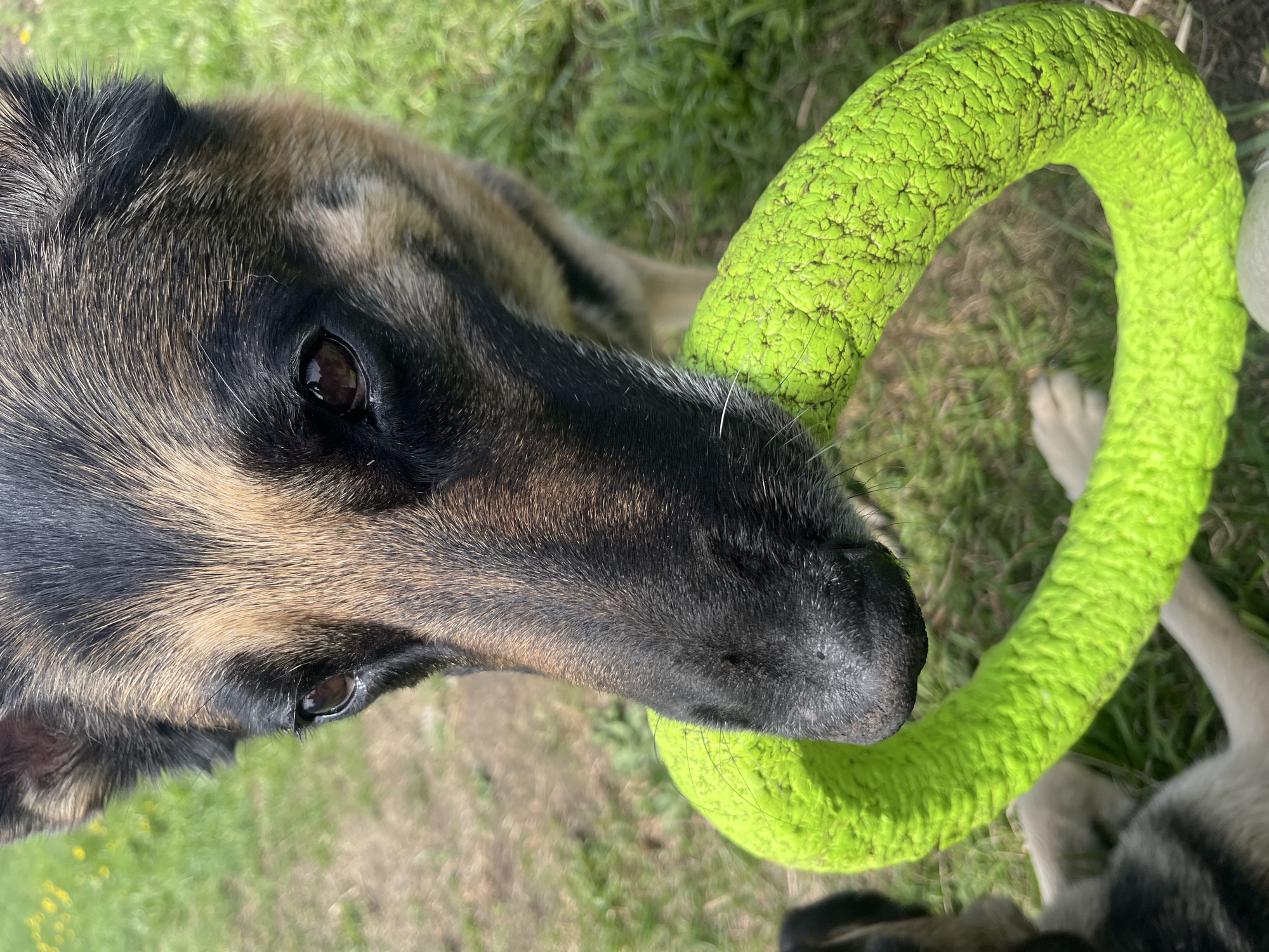 A close-up shot focuses on the head of a German Shepherd dog, which is gripping a lime green, textured ring toy in its mouth. The dog has a black muzzle, brown and black fur on its head, and dark brown eyes. The green ring toy is close to the dog's mouth. The background shows blurred green grass. Part of another dog can be seen in the background. There is no information in the image to suggest the location.
