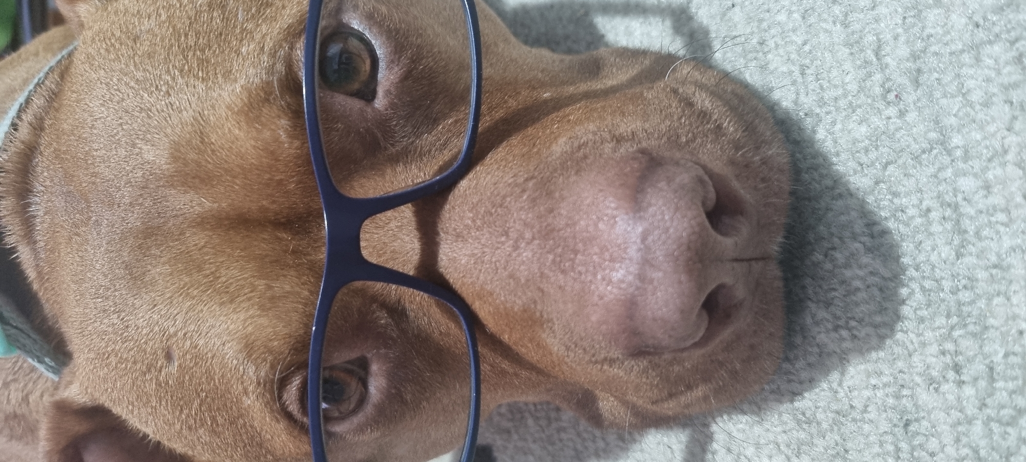 A brown dog is lying down on a light-colored carpet. The dog is wearing blue glasses. The dog is the main subject of the image. The location is Unknown, Unknown.