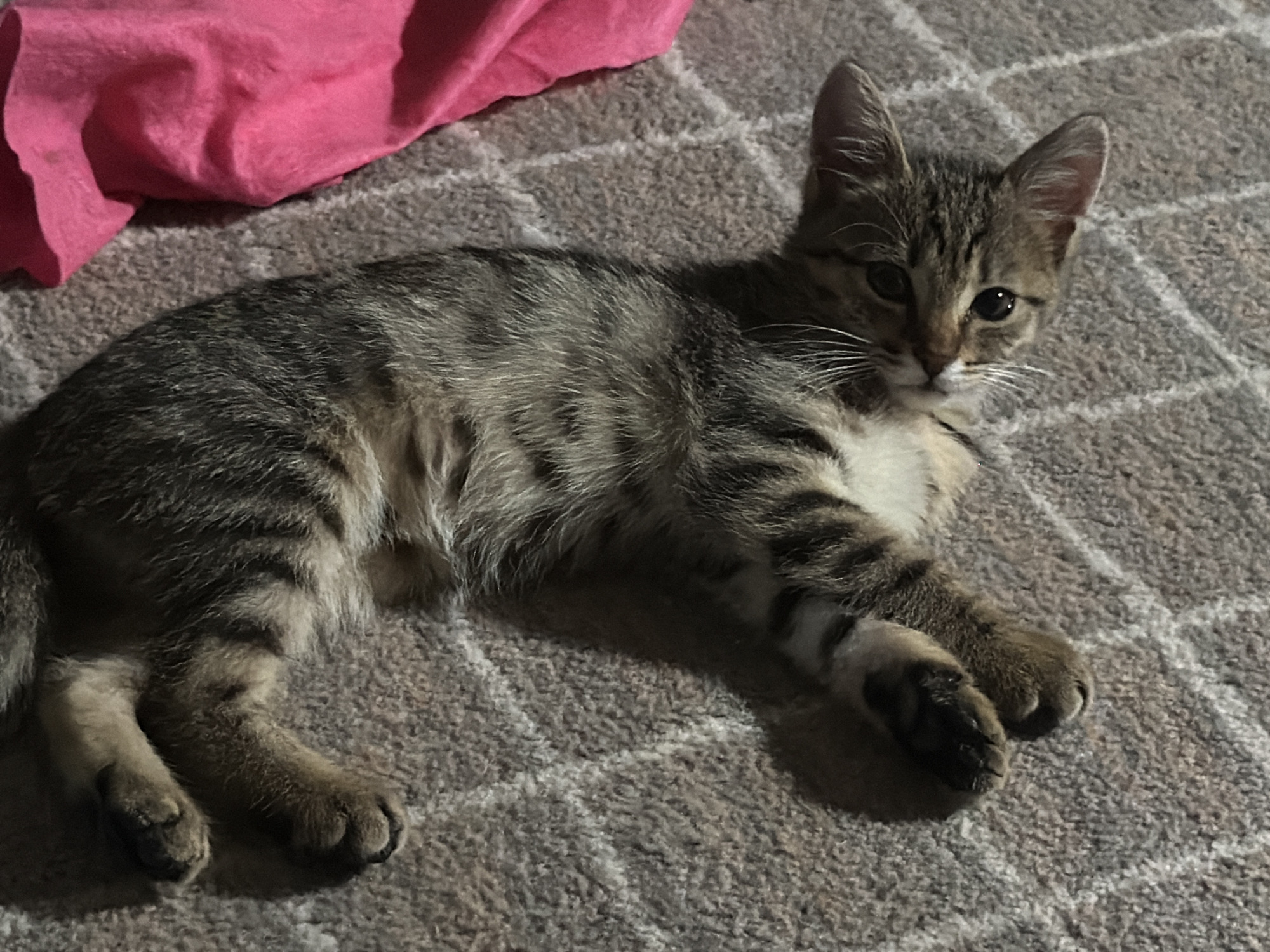 A brown and grey tabby kitten with dark stripes, a white chest, and white muzzle markings lies on its stomach on a light grey, patterned carpet in the city of Unknown, Unknown. The kitten's dark eyes are open and directed forward, with prominent white whiskers fanning out from its nose. Its front paws are tucked beneath its body, and its hind paws are visible to the left. A crumpled piece of bright pink fabric is positioned in the upper left corner of the frame. The environment appears to be an indoor setting with ambient, somewhat dim lighting.