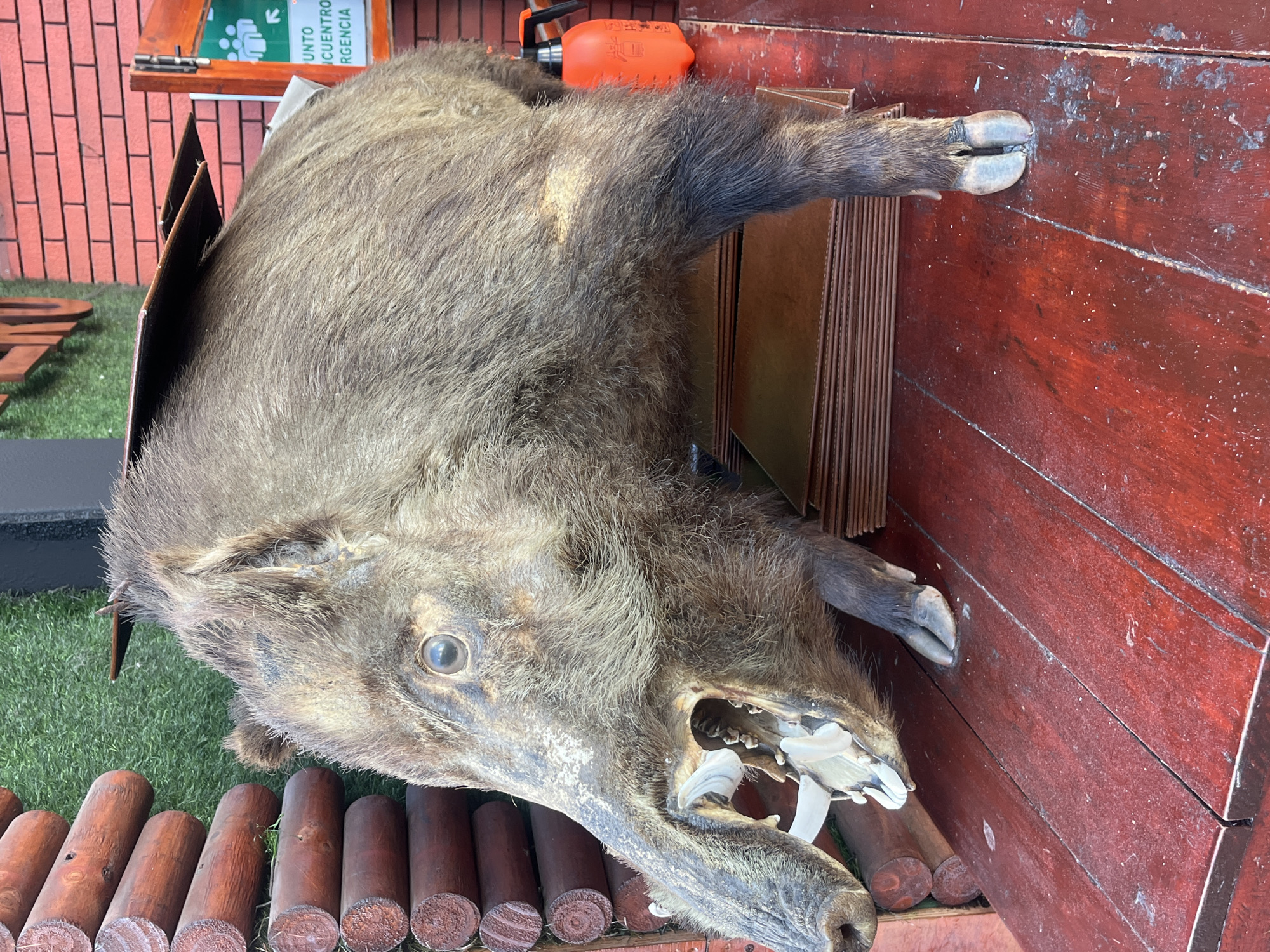 The primary subject of the image is a taxidermied wild boar, prominently displayed on its left side. Its body is covered in coarse, shaggy, grayish-brown fur, with some lighter areas on its underbelly and snout. The boar's mouth is open wide, revealing large, white tusks protruding from its jaw, along with other teeth. Its eye appears dark and glass-like, characteristic of taxidermy.
The boar rests on a weathered, dark red wooden surface that shows signs of wear and some white marks. To the left of the boar's head, in the foreground, several dark brown, cylindrical wooden logs are arranged horizontally, possibly forming a border. Beneath these logs and partially under the boar, a patch of artificial green grass is visible.
In the background, behind the boar's back, stands a red brick wall. A wooden shelf or structure is attached to this wall. An orange plastic spray bottle with a black handle can be seen resting on this shelf, behind the boar's mid-section. To the right of the boar's body, leaning against the red wooden surface, are stacks of thin, brown, rectangular materials, possibly cardboard panels or thin wooden boards.
The scene appears to be an outdoor or semi-outdoor display, suggesting a curated environment such as a themed exhibit, a market stall, or a public park area. There is no discernible activity taking place beyond the static presentation of the animal.
The lighting is bright and even, indicating daytime. A green and white sign in the background, partially obscured, shows fragmented Spanish words: "UNTO," "CUENTRO," and "RGENCIA." These likely refer to a "Punto de Encuentro" (meeting point) or an "Emergencia" (emergency). The sign also features a green graphic with a downward arrow and an icon resembling hands, possibly indicating a service point.