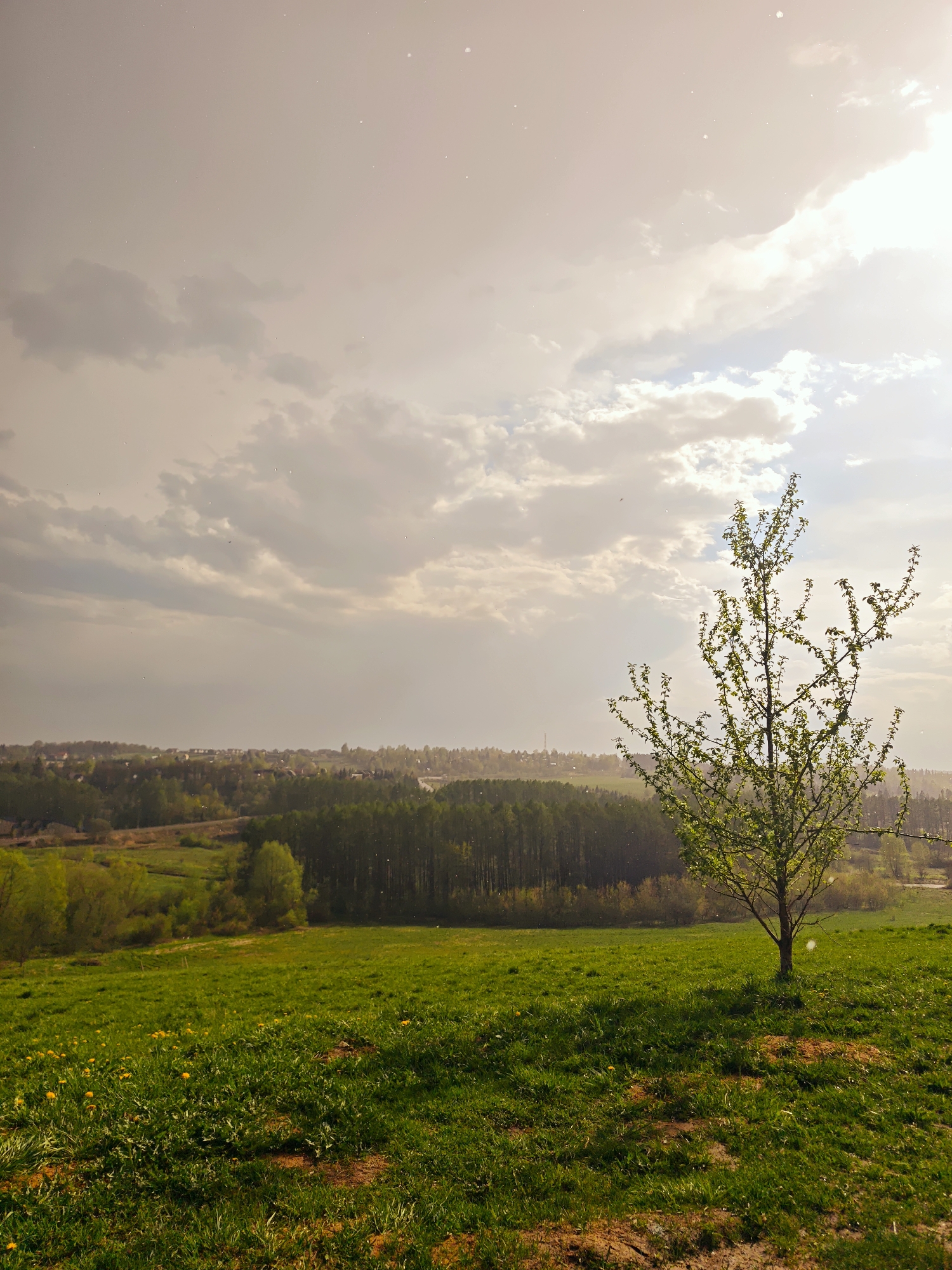 The image captures a landscape in Ильинское, Russia. In the foreground, a grassy field slopes upward, dotted with yellow wildflowers. A small tree with light green leaves stands prominently on the crest of the hill. Behind the field, a dense forest stretches across the middle ground, transitioning into a built-up area with houses and structures in the distance. The sky is filled with clouds, exhibiting a mix of light and dark tones, suggesting varying weather conditions. The overall light quality appears soft, potentially due to overcast weather.