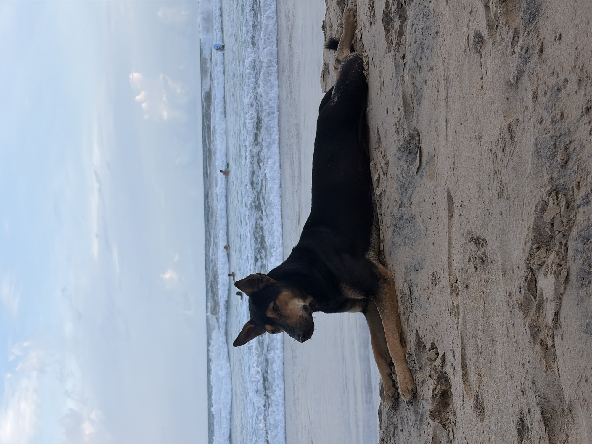 The image depicts a medium-sized dog with a black back and tan legs standing on a sandy beach. The dog is looking down towards the ocean. The ocean is in the background with waves crashing on the shore. People can be seen in the distance in the water. The image was taken in Kathaluwa, Sri Lanka.