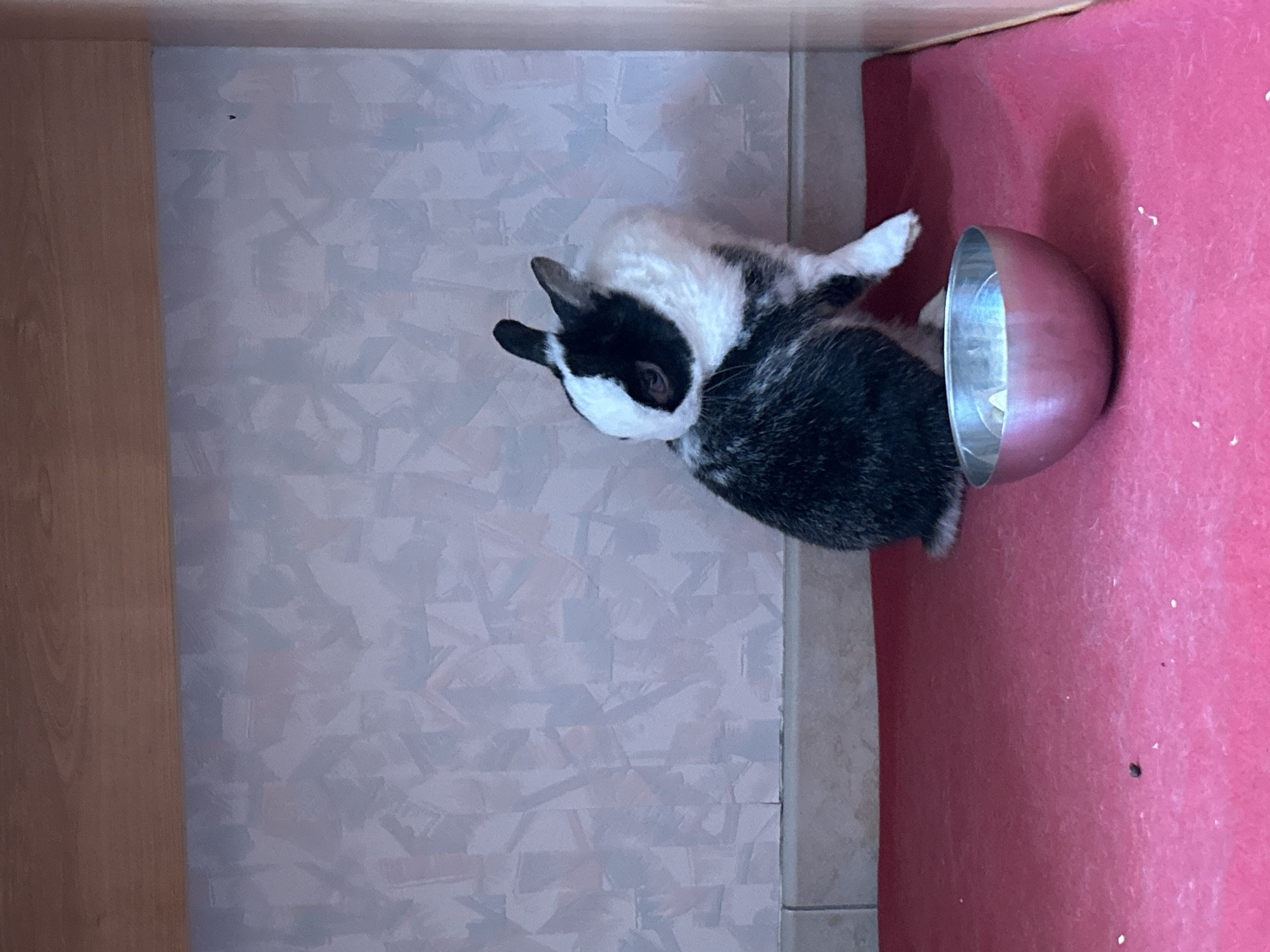 This indoor image, captured in Truchtersheim, France, features a small, black and white rabbit positioned next to a metallic pet bowl. The rabbit has a distinctive black head with a prominent white blaze on its nose and white markings around its mouth and chin, contrasting with its black ears. Its body appears to have a mottled black and white fur pattern. The rabbit is facing towards the bowl, which has a reddish-pink exterior and a shiny silver interior, likely used for food or water.
The setting is an enclosed space, possibly a pet hutch or a designated corner of a room. The floor beneath the rabbit is covered with light-colored tiles that exhibit a subtle, geometric, textured pattern in greyish-white tones. To the left of the frame, a wooden panel or wall provides a structural boundary. On the right side, directly adjacent to the rabbit and the bowl, there is a vibrant reddish-pink surface, which could be a mat, carpet, or part of a pet enclosure's base. A light-colored trim or border runs horizontally across the top edge of the wooden panel and the tiled floor, defining the junction of different surfaces. The lighting suggests an ambient indoor environment. The rabbit appears calm and relaxed. No text is visible in the image.