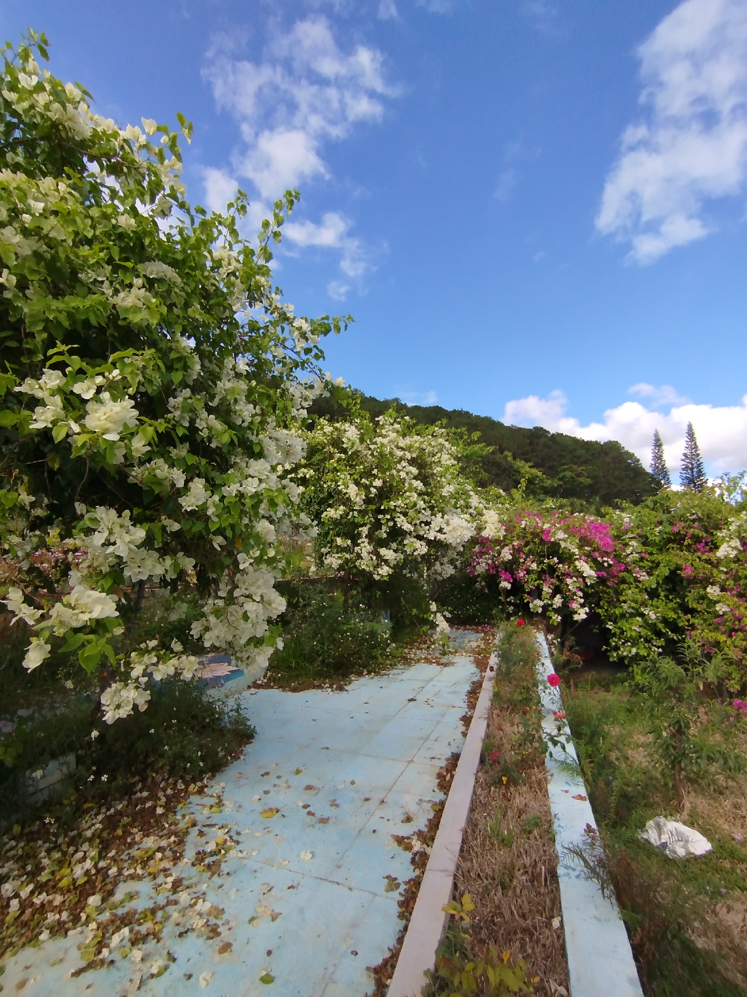 The image depicts a garden scene in Da Lat, Vietnam. A light blue, tiled walkway leads through the garden, covered with fallen leaves and debris. Lush bougainvillea bushes flank the walkway, displaying white, pink, and magenta flowers. Beyond the flowers, a hillside covered in dense, green trees is visible. The sky above is bright blue with scattered white clouds. A white plastic bag and litter are visible in the grass on the right-hand side of the walkway. The scene appears unkempt.