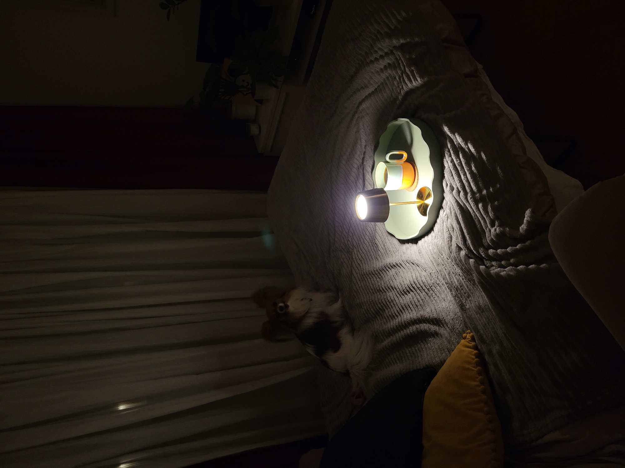 The image depicts a dimly lit bedroom, possibly in Budva, Montenegro, though specific location details are absent. The primary subject is a bed covered in a gray, corduroy-like fabric. On the bed, there is a light green tray holding two cups. One cup is primarily orange, while the other is a lighter color, possibly pastel green or white. A small spotlight is positioned on the tray, casting a bright, focused beam.
A small dog with brown, black, and white fur is lying on the bed near the tray. A yellow, textured pillow is located on the right side of the bed. A sheer white curtain is partially visible to the left, with a hint of dark red wall and some light colored shelves. The lighting in the room is poor, suggesting it may be nighttime or a room with limited natural light. The scene is still and appears undisturbed.