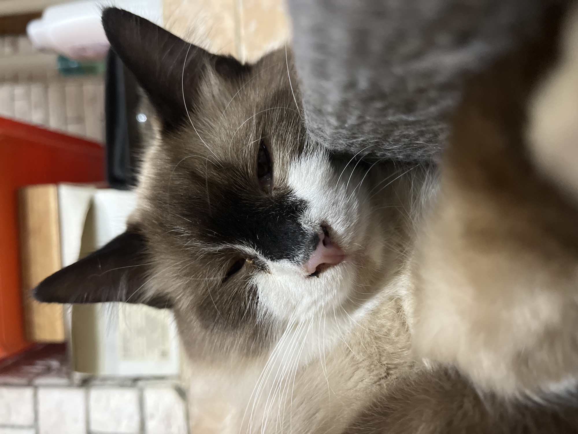 A close-up, slightly angled shot captures a domestic cat, likely a Ragdoll or similar breed, resting comfortably. The cat exhibits characteristic color point markings with a light cream and brown body, contrasted by darker brown or black fur on its ears and face, forming a distinct mask around its eyes and nose. A patch of white fur covers its muzzle and chin. Its eyes are mostly closed, indicating it is sleepy or dozing, conveying a peaceful and relaxed emotion. Long, prominent white whiskers extend from its face.
A textured, dark gray object, possibly a blanket, cushion, or part of a cat bed, partially covers the upper right side of the cat's head and body, contributing to its cozy pose. The cat is nestled into this soft material.
The background is out of focus, suggesting a shallow depth of field. Faintly visible objects include a white plastic container, a red rectangular item, and other lighter-colored rectangular shapes, possibly books or boxes, hinting at a domestic, indoor setting. A tiled surface with a subtle grid pattern can be seen underneath the cat. The lighting is soft and ambient, consistent with an indoor environment, making the specific time of day indeterminate. There is no visible text in the image.
Location context: Unknown, Unknown