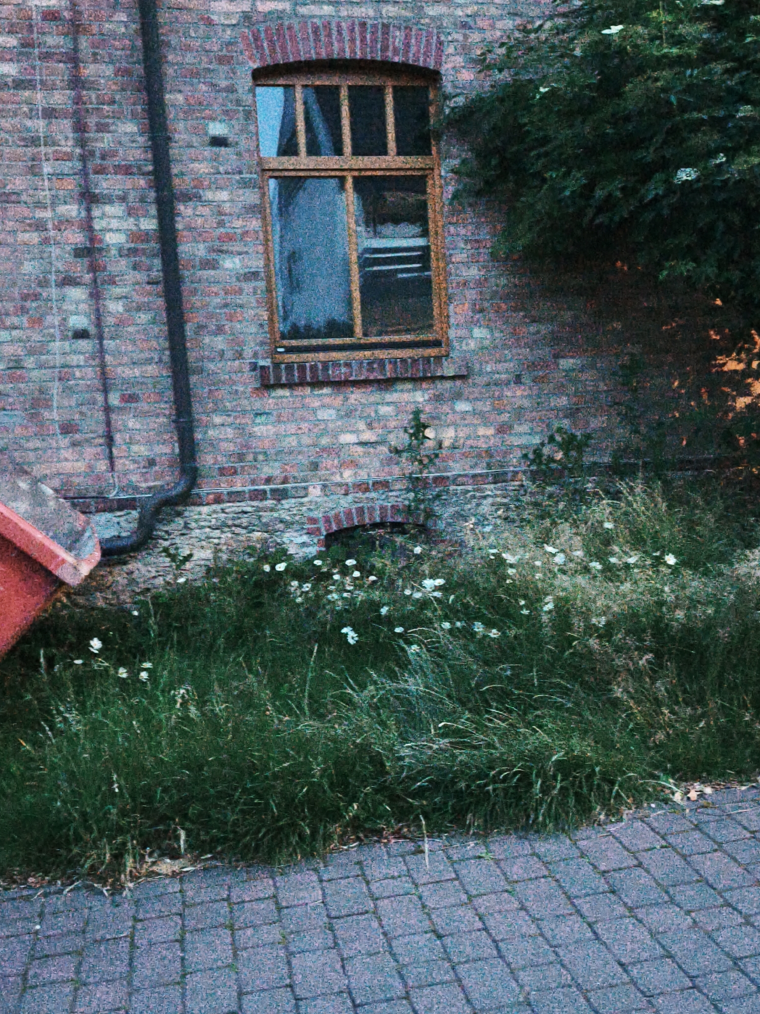 The image depicts a narrow section of a brick building with a window and a downspout. In front of the building is a patch of overgrown grass with small white flowers and a paved walkway made of rectangular gray stones. A red container is partially visible on the left side of the frame. The scene is located in the city of Bad Rothenfelde, Germany. There are no people or animals visible in the image, nor are there any discernible actions or interactions taking place. The environment appears to be outdoors and slightly overgrown.