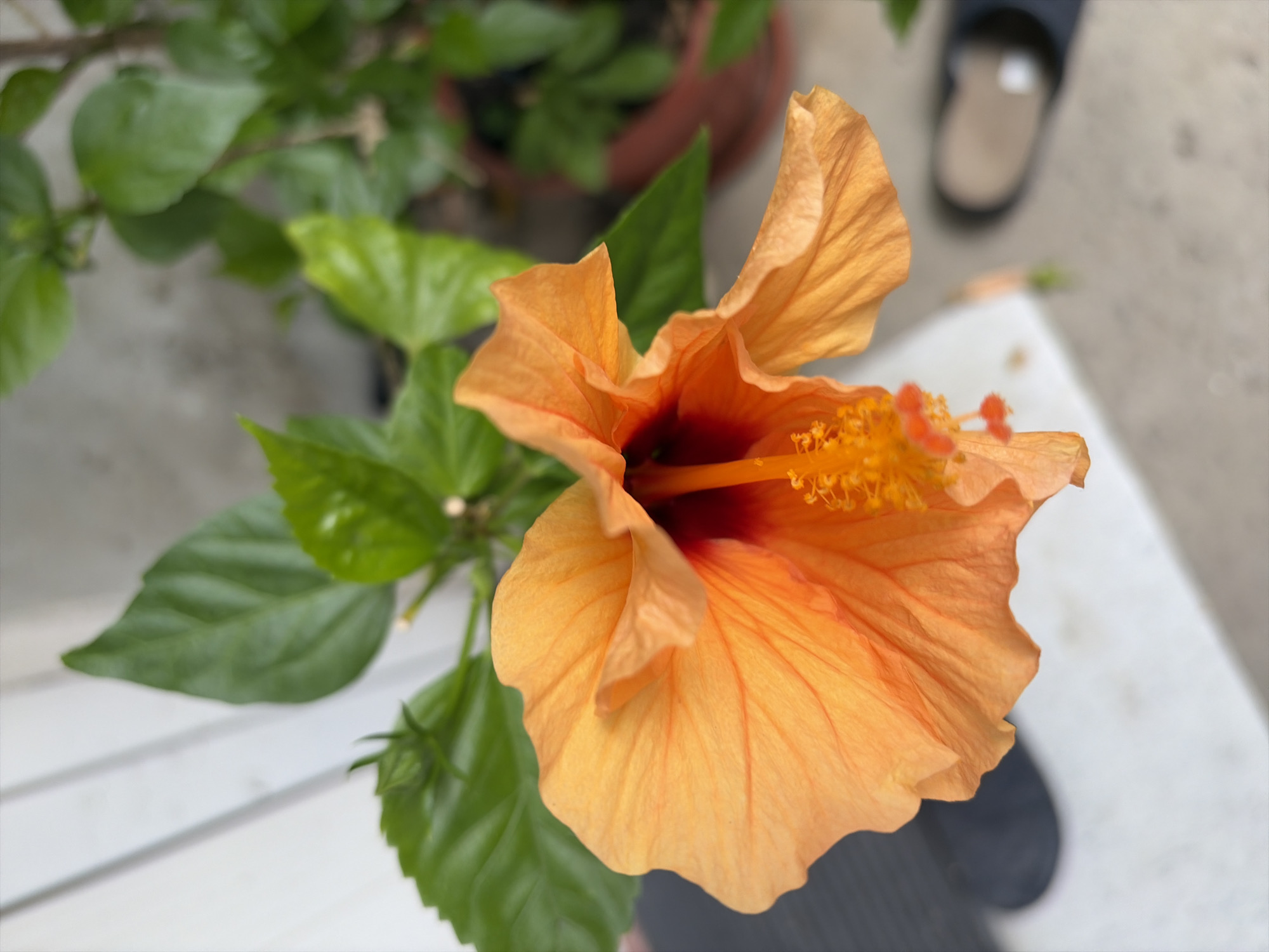 An extreme close-up, high-angle shot focuses on an open, orange hibiscus flower. The flower's petals are ruffled and appear slightly translucent, with delicate veins visible. The center of the flower displays a prominent stamen with fuzzy, bright orange anthers and a red throat. Several vibrant green hibiscus leaves and a developing bud are visible behind the bloom. The background is blurred, but suggests an outdoor setting with a white wooden structure on the left and a terracotta pot with more greenery on the right. The overall impression is one of natural beauty captured in detail. There are no people or identifiable landmarks from Sveti Vlas, Bulgaria present in the image.