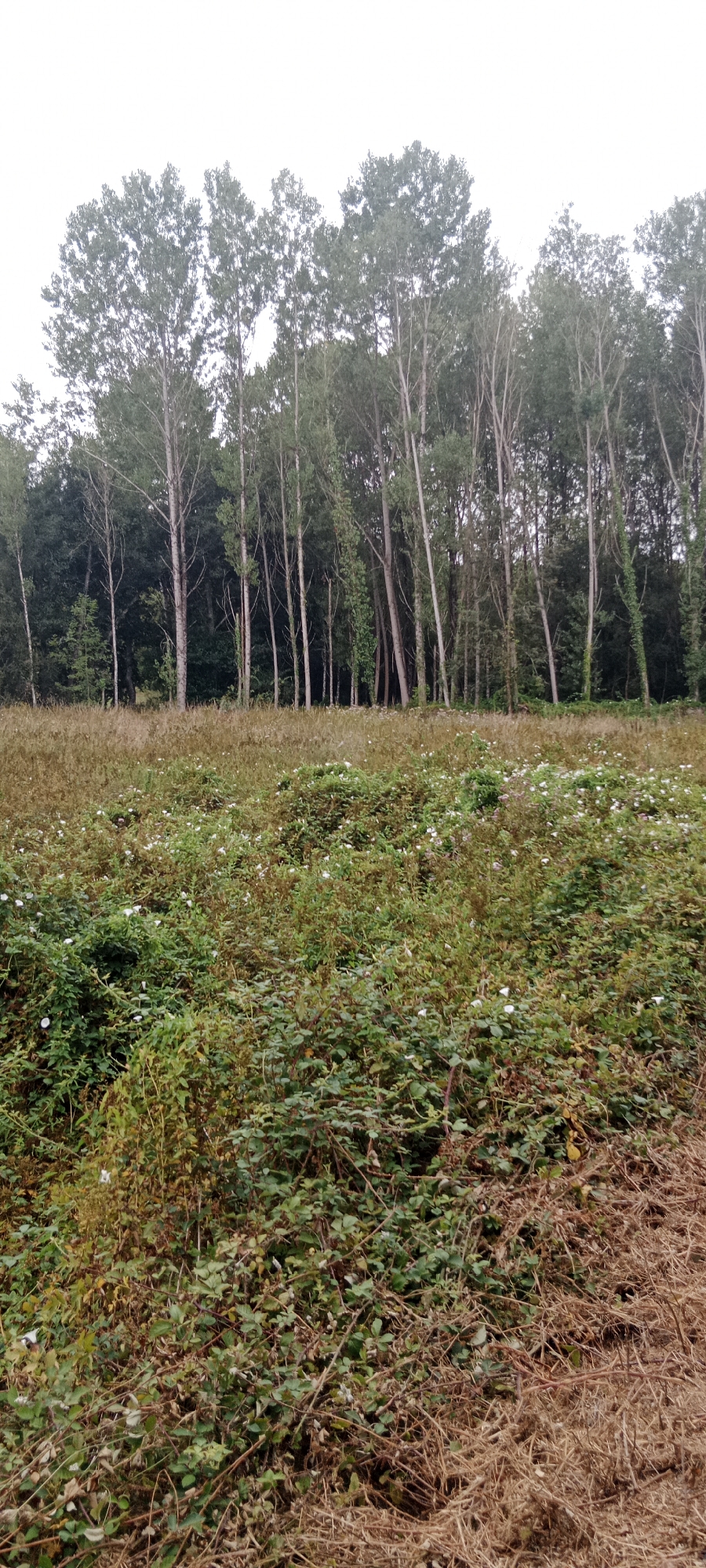 The image displays a dense forest of tall, slender trees with light-colored bark, predominantly in the upper half of the frame. The trees are closely spaced, creating a thick canopy that extends to the horizon. In the foreground, a field of overgrown vegetation is visible, characterized by a mix of green bushes, thorny brambles, and dry, brown grass. Small white flowers are scattered throughout the undergrowth. The ground appears uneven and covered with fallen leaves and debris. The sky is overcast and bright white, suggesting a cloudy day. There are no people or man-made structures visible in the scene. The location is identified as O Corgo, Spain.