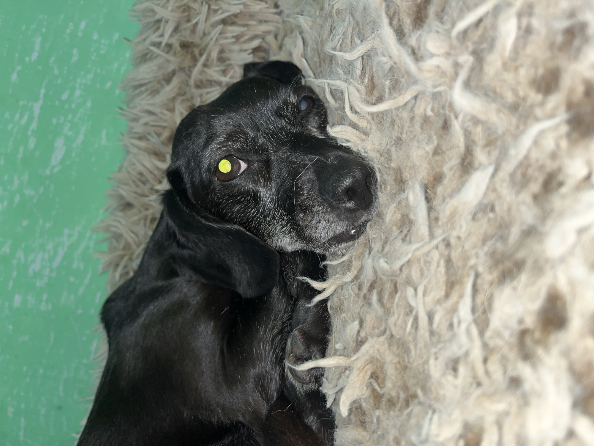 A black dog is lying on a fluffy, light-brown blanket. The dog's head is resting on the blanket, and its eyes are open. One eye is yellow, and the other is blue. The background is a bright green wall. The image is a close-up shot, and the dog appears to be healthy and alert. There is no information in the image or its context that indicates a location in Nizhny Tagil, Russia.
