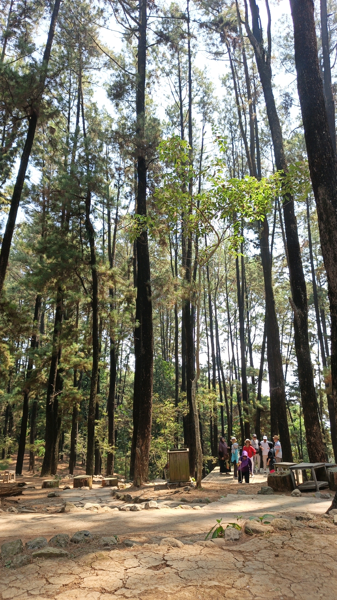 This is a full-frame, eye-level, vertical shot of a pine forest with a group of people in the distance, taken in Kalongan, Indonesia. The forest is dense, with tall, slender pine trees dominating the scene. Sunlight filters through the canopy, casting dappled shadows on the ground. The ground is covered in dry, cracked earth and scattered rocks.
In the middle ground, a group of approximately seven people are visible, appearing to be on a wooden pathway or deck. They are casually dressed and seem to be engaged in conversation or observing the surroundings. Among them, one person is wearing a purple head covering and another a red jacket. To the left of the group, a wooden trash bin is situated.
Further to the left and right, there are hints of wooden benches and tables, suggesting this is a recreational area within the forest. The overall impression is that of a peaceful, natural setting.