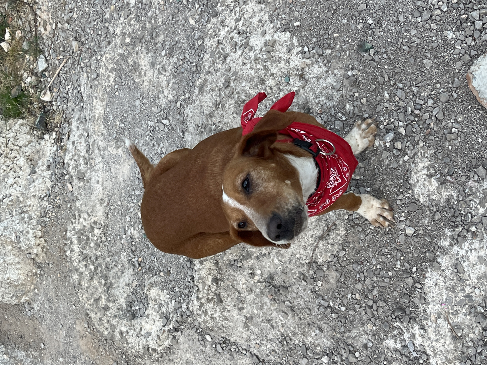 A brown and white dog wearing a red bandana is sitting on a gravel path. The dog is looking up and to the left of the camera. The ground is covered in small gray and white rocks. There is some greenery visible in the background. The image appears to have been taken outdoors during the daytime.