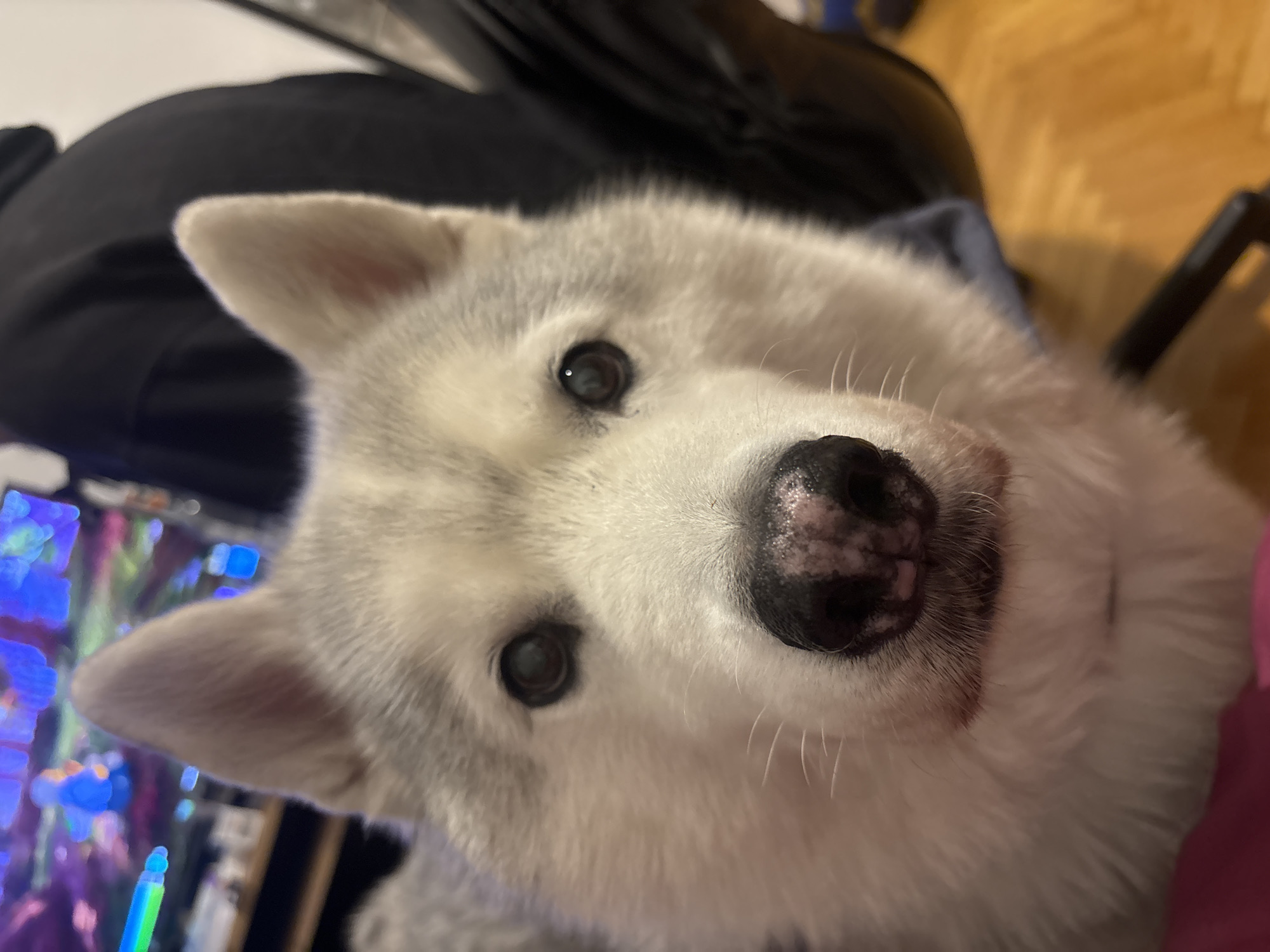 A close-up, high-angle shot of a white and grey Husky puppy. The dog is facing the camera and its nose is the focal point of the image. The dog has light grey fur on its head and ears, and white fur around its muzzle. Its eyes are dark and small. The nose is black with pinkish spots. The background is blurred, but it appears to be a cluttered indoor space, potentially with a computer screen displaying colorful lights. The image does not contain details that would suggest a location within the city of Buenos Aires, Argentina.