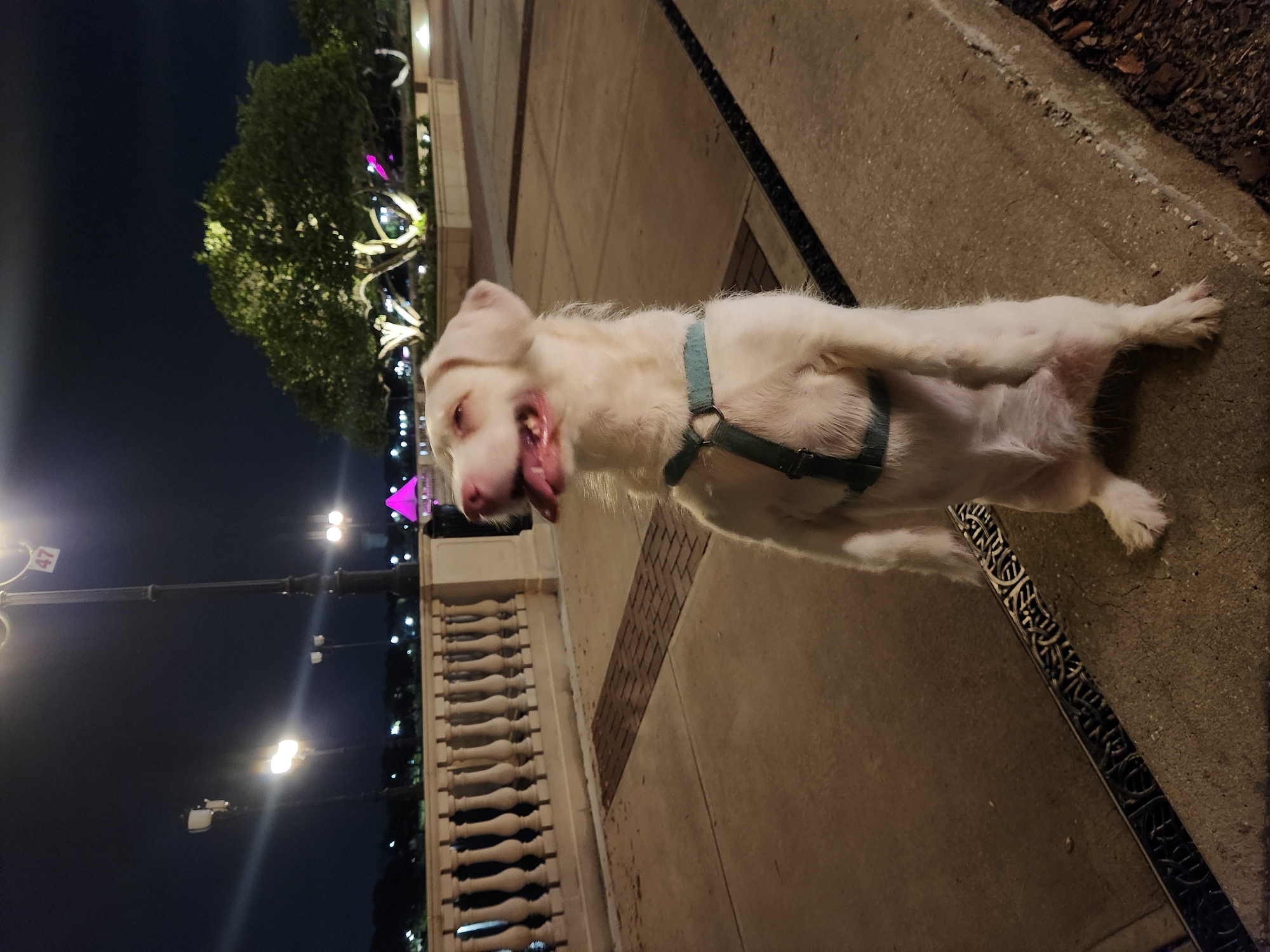 A medium shot, taken at night, features a white dog standing on its hind legs on a paved walkway with a concrete curb in the foreground. The dog is wearing a teal harness and is looking to its left with its mouth open, panting. Behind the dog is a decorative railing, a lamppost with a sign that reads "47," and trees illuminated with white and pink lights. The background appears to be a city street or park area with more lampposts and buildings visible in the distance. The scene is set in Altamonte Springs, United States of America.