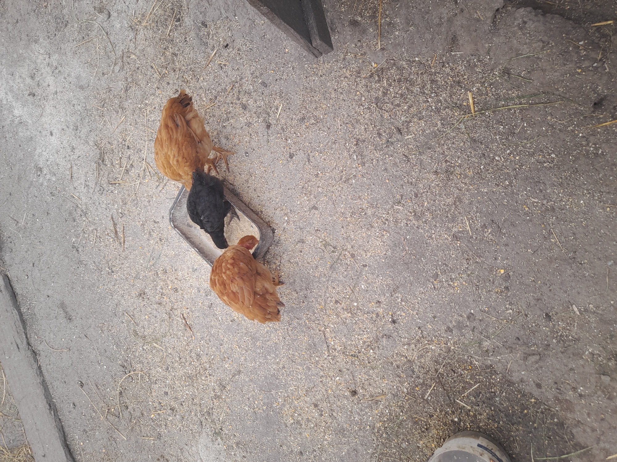 Three chickens, one black and two brown, are gathered around a metal trough filled with feed. The chickens are pecking at the feed. The trough is situated on a surface of gravel and dirt, with some scattered straw. In the background, there is a dark wooden structure and a portion of a grey concrete area. The scene appears to be outdoors, possibly in a farmyard or coop, given the presence of chickens and feed. The lighting suggests it is daytime, with no specific indication of weather conditions. No visible text is present in the image. The location is Kliushnykivka, Ukraine.