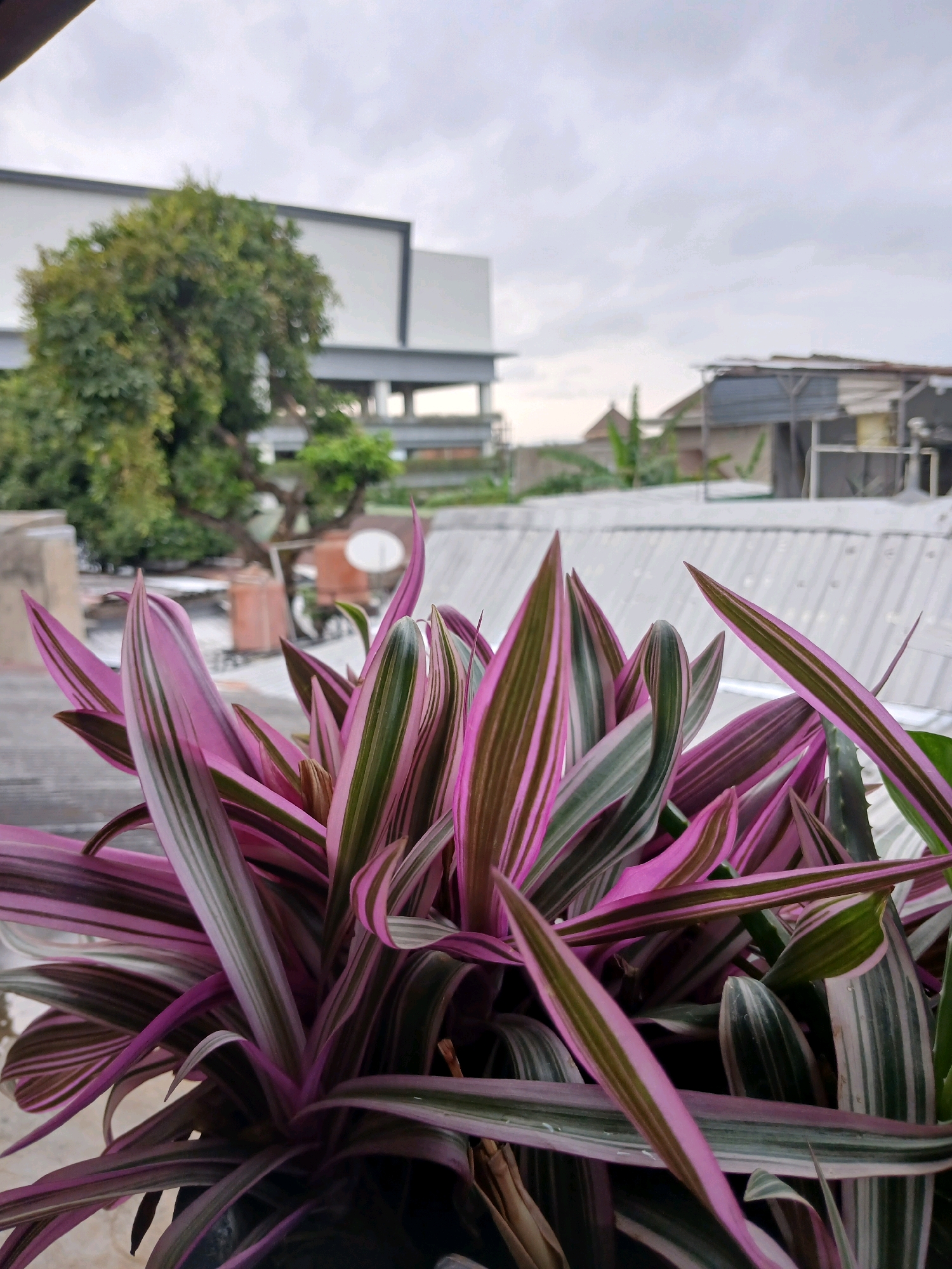 The photograph shows a close-up of a vibrant pink and green striped plant in the foreground. The plant's leaves are long and pointed, some are bent, and others are pointing upwards. The plant appears to be in a pot, though the pot is mostly obscured by the foliage.
In the background, a suburban cityscape is visible under an overcast sky. To the left, a large green tree stands in front of a modern white building with dark trim. To the right, a cluster of low-rise buildings with corrugated metal roofs can be seen, suggesting a residential or commercial area. One building has a dark, slatted structure attached to its side. The overall impression is an outdoor setting, possibly a balcony or rooftop, in Depok, Indonesia. No people are visible in the image.