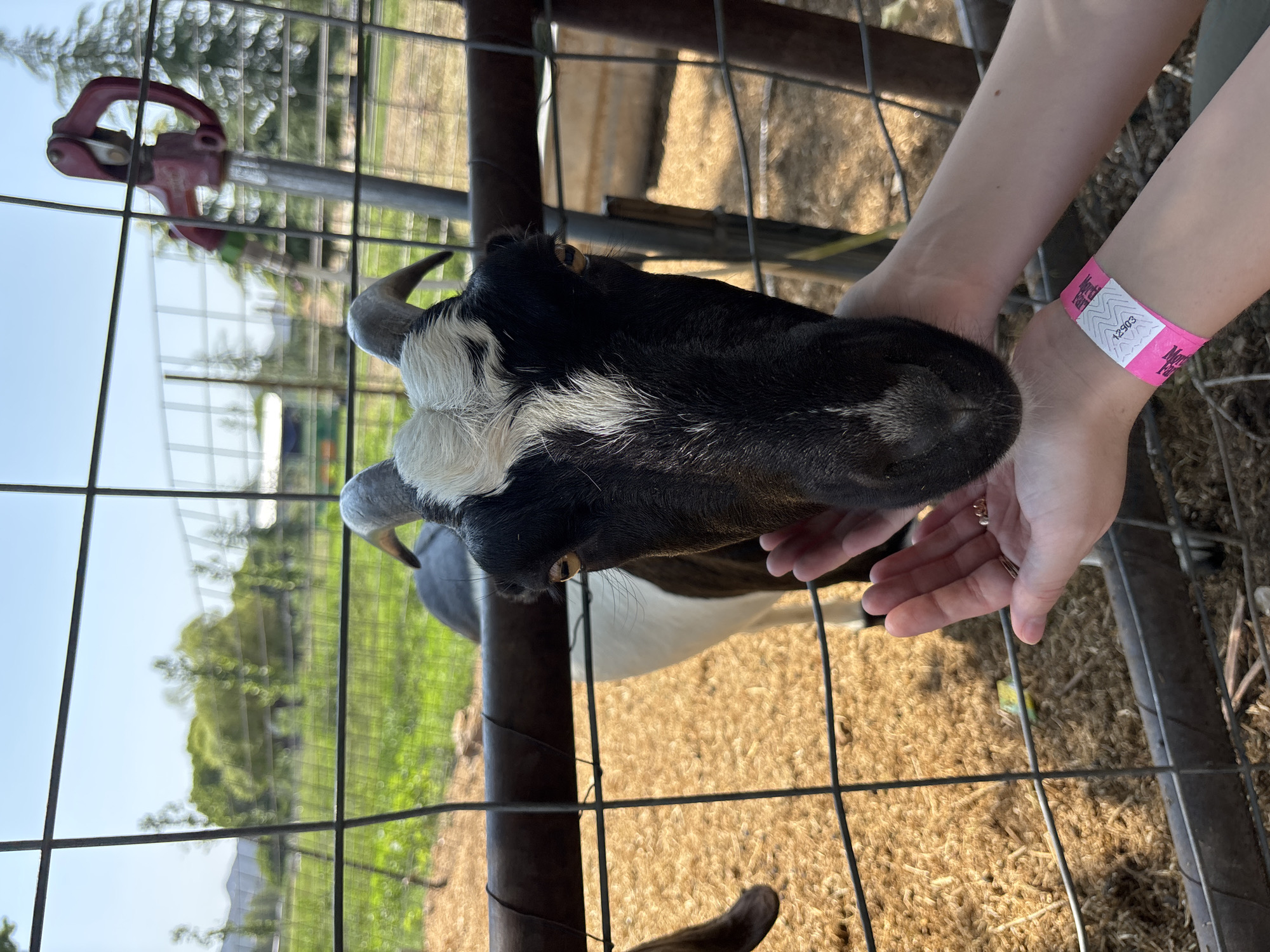 In an outdoor enclosure, a close-up shot focuses on a black and white goat's face as it lowers its head towards a person's outstretched hands. The goat has black fur on its face with a white patch on its forehead and a white stripe down its nose. Its ears are black with white insides, and it has small, dark horns. Its eyes are golden brown and appear to be looking at the hands. The person's hands are open, with the right hand offering a few small objects, possibly food, to the goat. Both hands have visible fingernails. The person's left wrist is adorned with a pink wristband that has a barcode and numbers printed on it, suggesting they are at an event or venue. The enclosure is fenced with black metal bars and a horizontal wooden rail. The ground inside the enclosure is covered in light brown, granular material, likely wood shavings or straw. In the background, beyond the fence, a green grassy field is visible, with trees and a hazy sky. The scene appears to be set in a rural or farm-like environment.