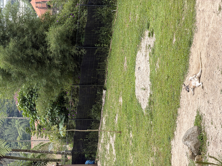 A kangaroo lies on its back in a sandy area next to a patch of grass. The kangaroo has its legs in the air and appears relaxed. Behind the grass is a black mesh fence and a dense thicket of trees and bushes. A large rock sits near the kangaroo. Part of a building is visible in the background.