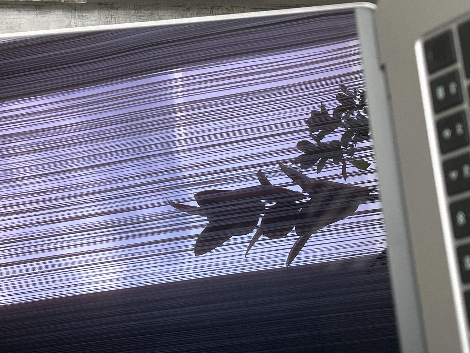A close-up, angled shot shows the reflection of a plant with dark leaves against a purple, vertically striped background, possibly representing a curtain or blinds. The plant's silhouette is visible, with multiple stems and leaves. In the foreground, the edge of a laptop keyboard is blurred. The scene appears to be indoors.