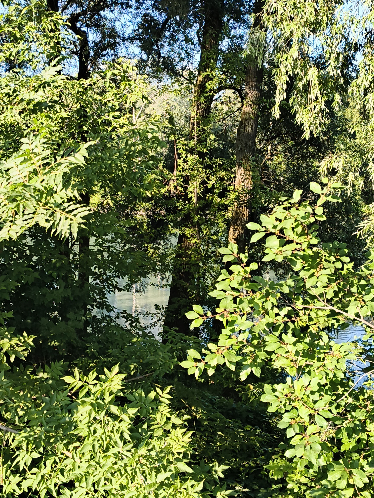 This is an outdoor, eye-level, medium shot photograph of lush green foliage obscuring a body of water. The leaves are brightly lit by the sun, with some branches extending into the foreground. The water in the background is calm and reflects the light, appearing to be a river or lake. There are no people or man-made structures visible. The image appears to be taken in Mayma, Russia.