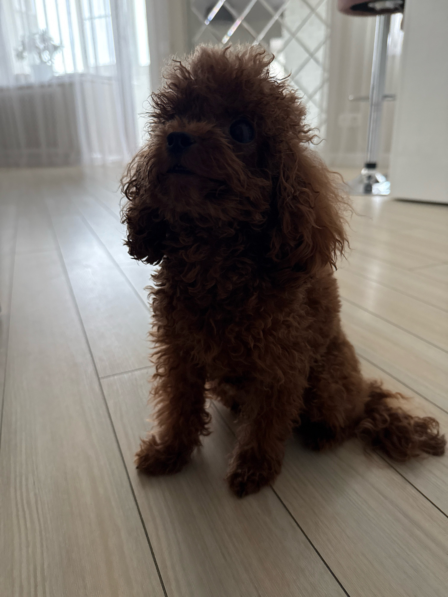 An indoor, eye-level shot shows a small, brown poodle puppy sitting on a light-colored wooden floor. The puppy is facing to the left of the frame, with its head slightly tilted up. Its fur is curly and appears somewhat tousled. The background is out of focus, but it includes a white sheer curtain with vertical blinds behind it, suggesting a window. To the right, a chrome-plated bar stool with a pink seat is partially visible. The lighting is soft and natural, creating a bright, airy atmosphere. The image is cropped to focus on the puppy, with the environment serving as a backdrop. The exact location in Chelyabinsk, Russia, cannot be determined from the visual information provided.