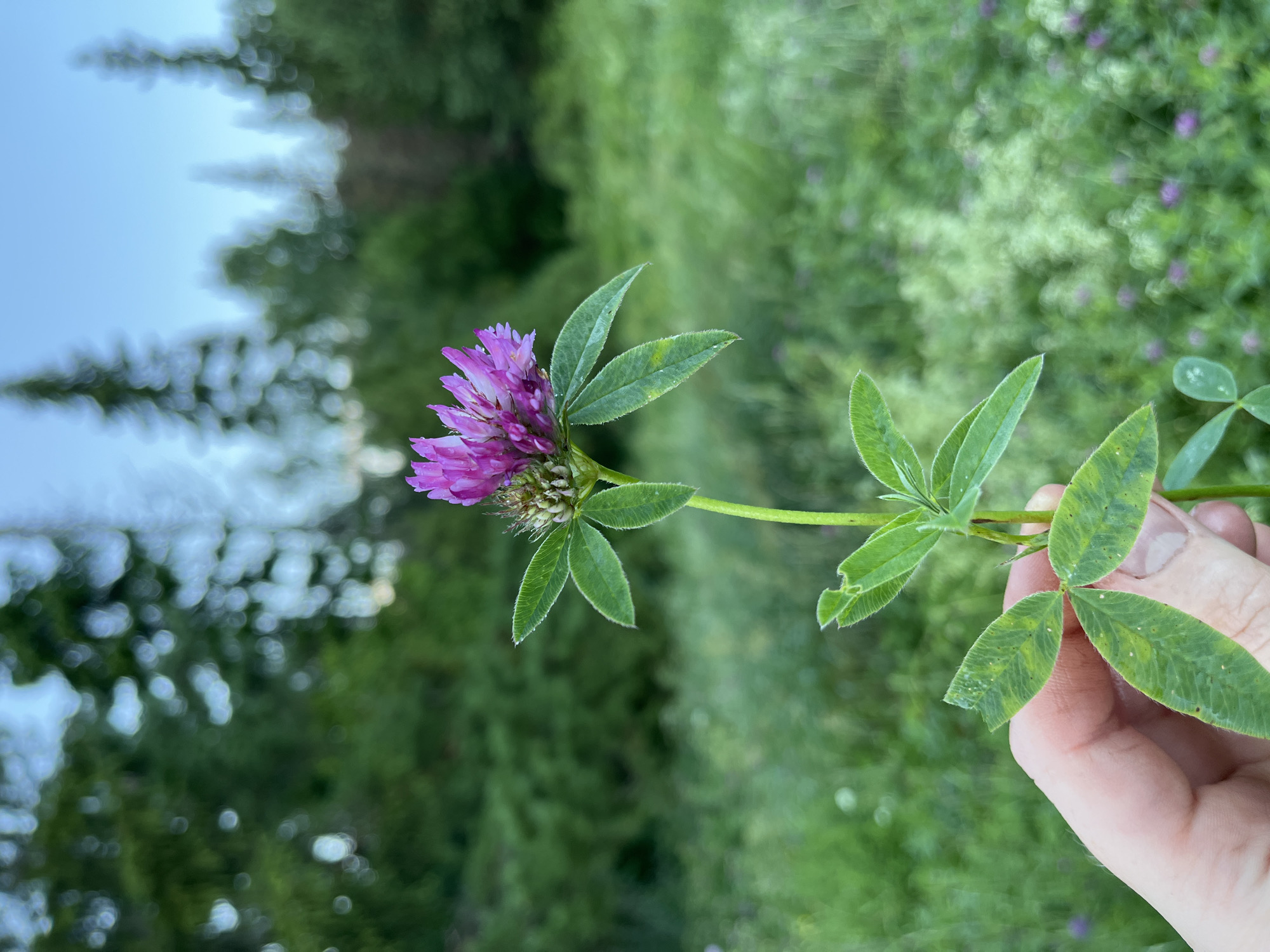 A human hand gently holds a single stem of a vibrant pink clover flower. The clover has a dense, round bloom and trifoliate leaves, some of which show minor damage. The background is a soft blur of green foliage and trees, with a hint of a light blue sky. The scene appears to be in a natural, outdoor setting, likely a field or meadow. The location is specified as Olkhovka, Russia.