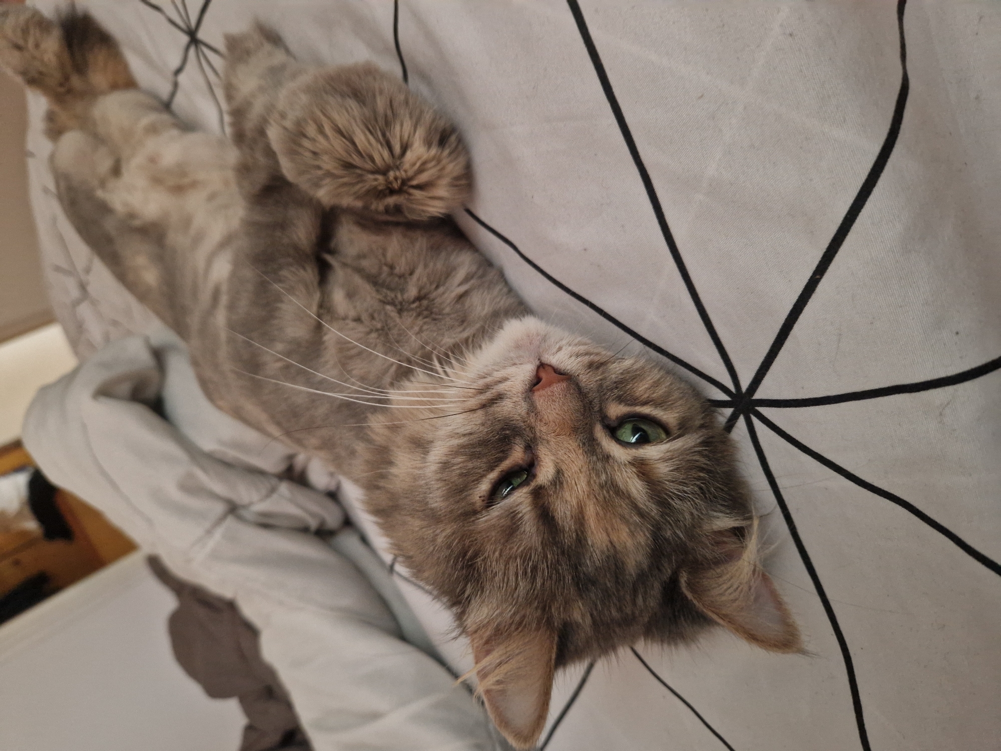 A grey tabby cat is lying on its back on a bed with a black and white geometric pattern. The cat has green eyes and its front paws are crossed over its chest. The background shows a white comforter and a dark grey blanket. The scene is indoors, likely a bedroom. There are no people or specific landmarks to indicate a location in Lovech, Bulgaria.