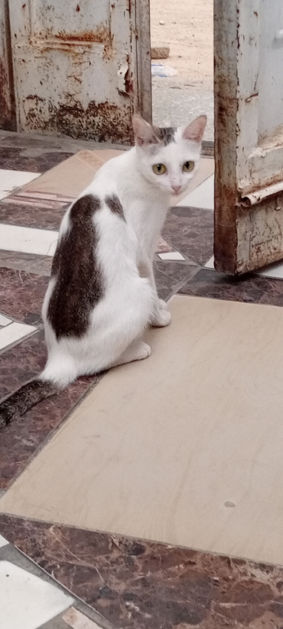 The image shows a white and brown cat sitting on a tiled floor in Kano, Nigeria. The cat is looking towards the camera with bright green eyes. It has a brown patch of fur on its back and a striped tail. Behind the cat, there is a rusty metal door frame, suggesting an outdoor or semi-outdoor setting. The tiled floor has a pattern of brown and beige squares. The overall scene appears to be in daylight, though no specific time of day can be determined. The environment seems somewhat arid or dusty, consistent with a location in Nigeria. The cat's expression is alert but calm. There is no visible text in the image.