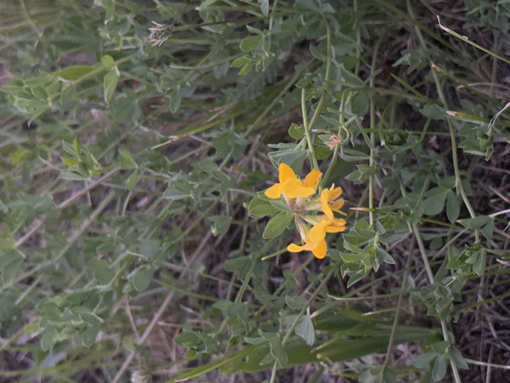 The image shows a close-up view of a patch of green vegetation with several small yellow flowers. The flowers are clustered together and have a distinctive shape with distinct petals. The surrounding greenery is dense and appears to be a mix of leaves and thin stems. The background is blurred, suggesting a shallow depth of field, and consists of more of the same vegetation and some dry, brown elements that could be dead leaves or soil. There are no people or man-made objects visible in the image. The lighting appears to be dim, possibly indicating an overcast day or dusk.
This image was taken in Warsaw, Poland.