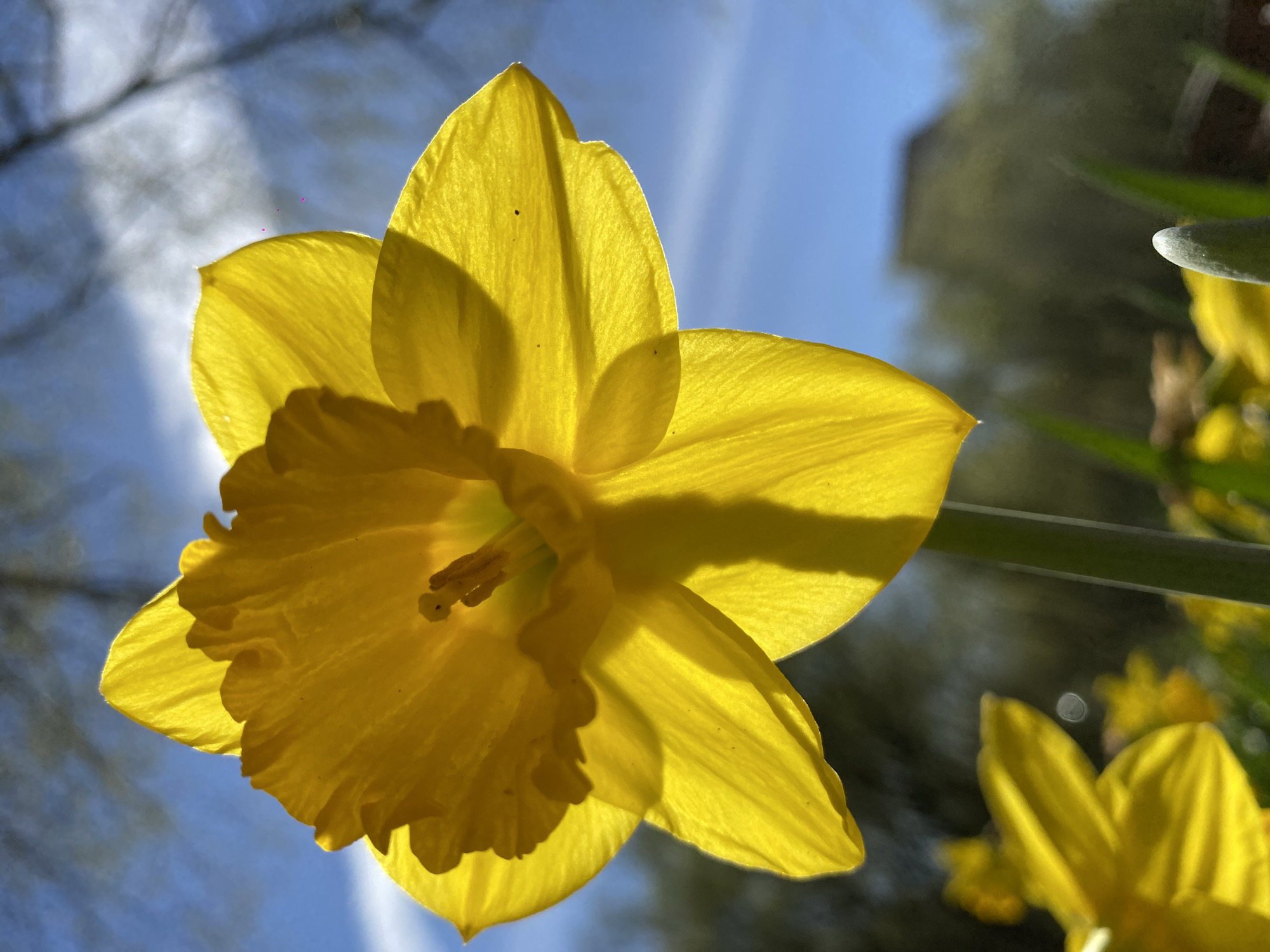 The image shows a close-up of a vibrant yellow daffodil flower, viewed from a low angle against a bright blue sky. The flower's petals are semi-translucent, allowing sunlight to shine through. The central trumpet of the daffodil is ruffled and detailed. Other daffodils and green foliage are visible in the background, out of focus. The background includes hints of trees and a building. The city of Moscow, Russia, cannot be ascertained from the image.