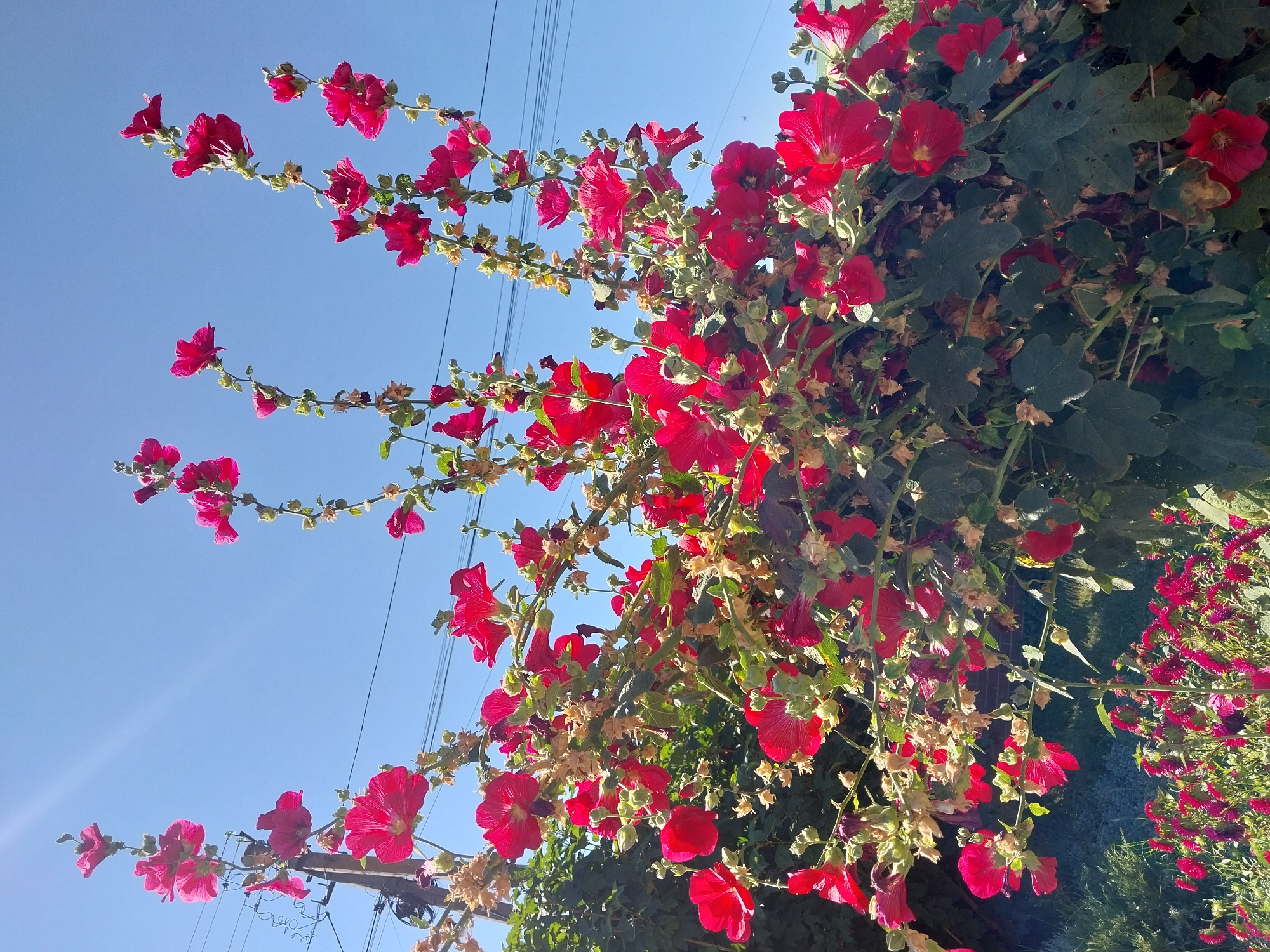 In Doslidne, Ukraine, a cluster of bright pink hollyhock flowers bloom vibrantly against a clear blue sky. The flowers, some fully open and others still in bud, are arranged along tall, green stems, with some stems leaning against a utility pole on the left. The foliage is dense and a deep green, with some brown, dried leaves interspersed among the blossoms. In the foreground, a mass of smaller, similar-colored flowers creates a lush carpet. Electrical wires are visible in the upper portion of the image, stretching across the sky.