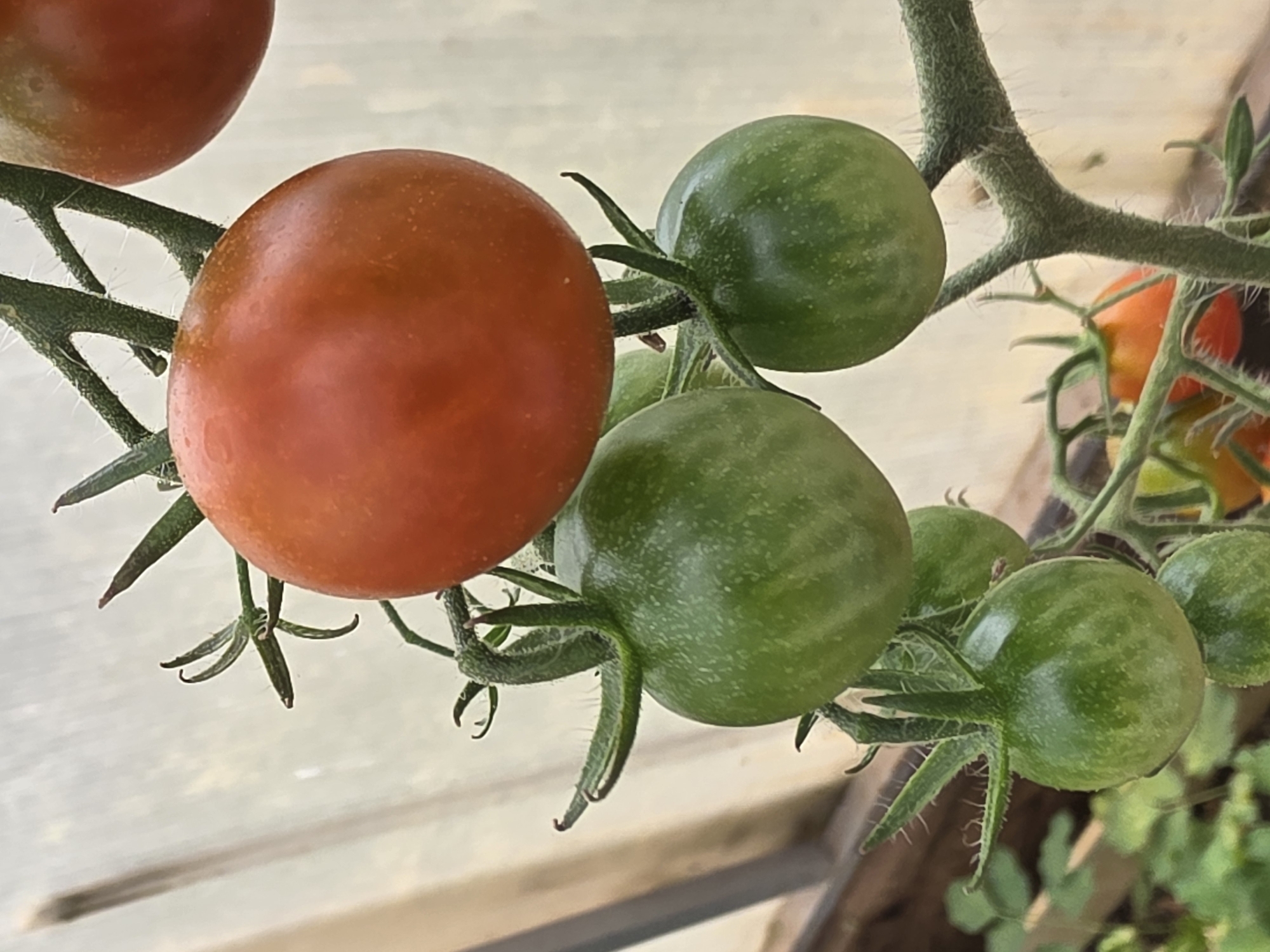 The image displays a cluster of ripening tomatoes on a vine. One tomato is a deep red, while several others are green. The tomatoes are attached to a fuzzy green stem, and the background appears to be a translucent greenhouse panel. There are no people or other objects of note in the scene. The location is not discernible from the image.