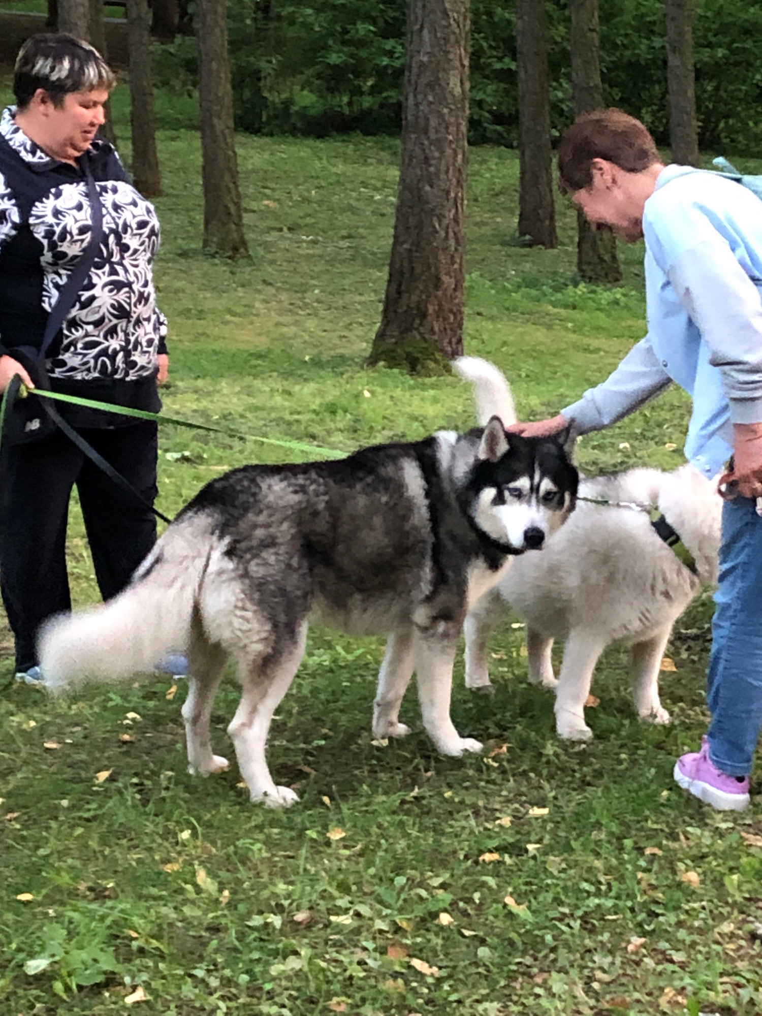 Two women are in a park, possibly in Khimki, Russia, with two Siberian Huskies. The woman on the left, wearing a black and white patterned top and black pants, holds the leashes of a black and white Husky. The woman on the right, wearing a light blue hoodie and blue jeans, is petting the head of the black and white Husky. A white Husky stands behind the black and white one. The ground is covered in green grass and scattered fallen leaves, with trees in the background.