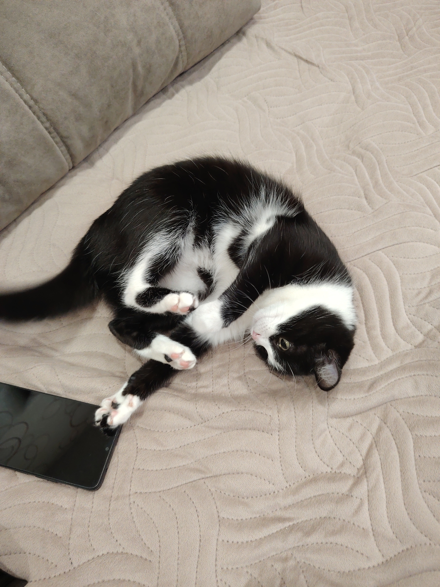 A black and white cat is lying on a light brown bedspread with a quilted pattern. The cat is curled up, with its tail extended towards the left. Its paws are visible, and some are positioned near a black smartphone lying flat on the bedspread. A light brown pillow rests on the bed in the upper left corner of the image. The location is unknown.