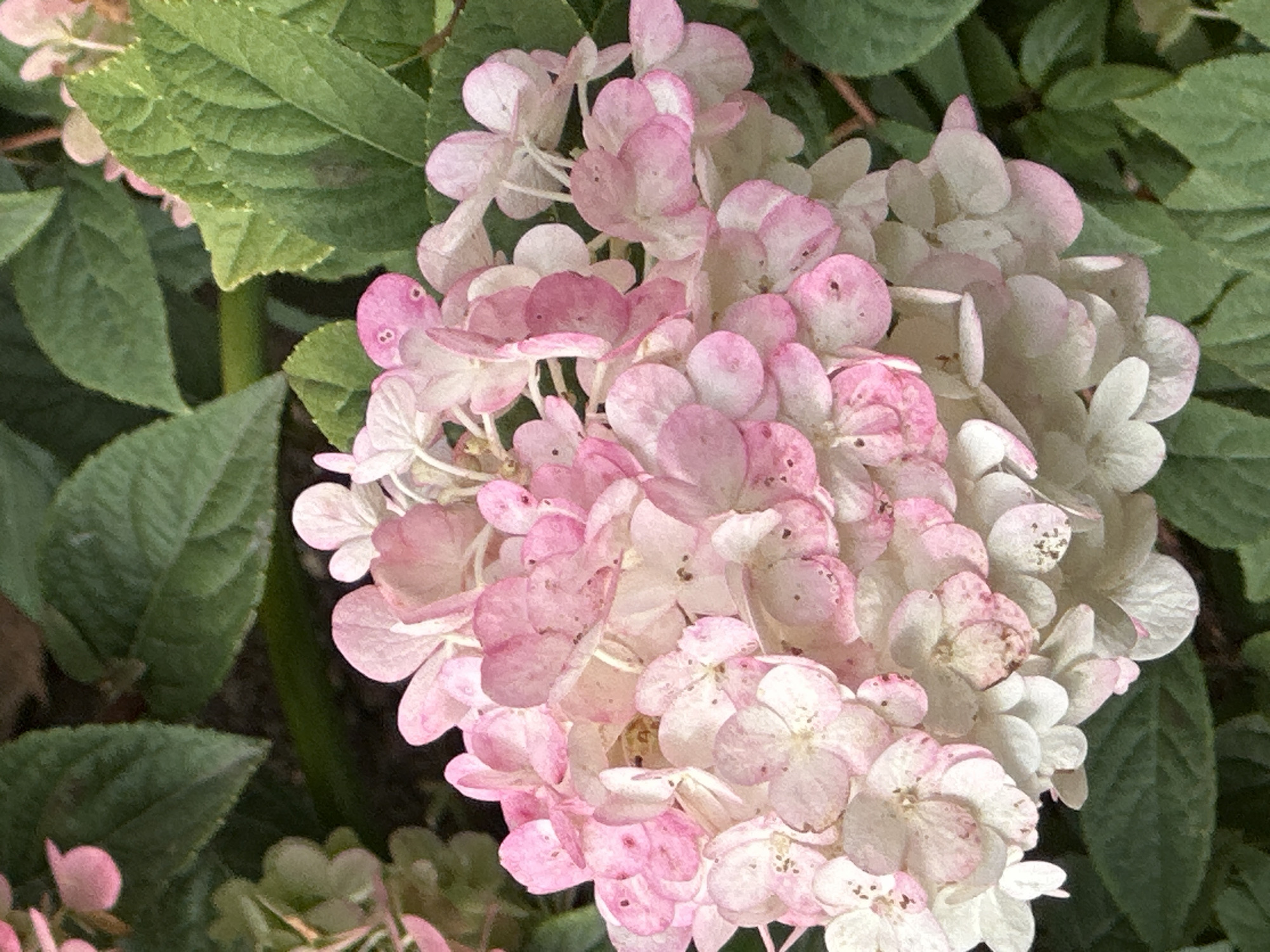 A close-up, eye-level photograph shows a cluster of pink and white hydrangeas with green foliage in the background. The flowers are predominantly white with pink edges, and some have darker spots. The foliage is a deep green. The image is a photograph of flowers in a garden setting, but there is no information about its location in Podolsk, Russia.
