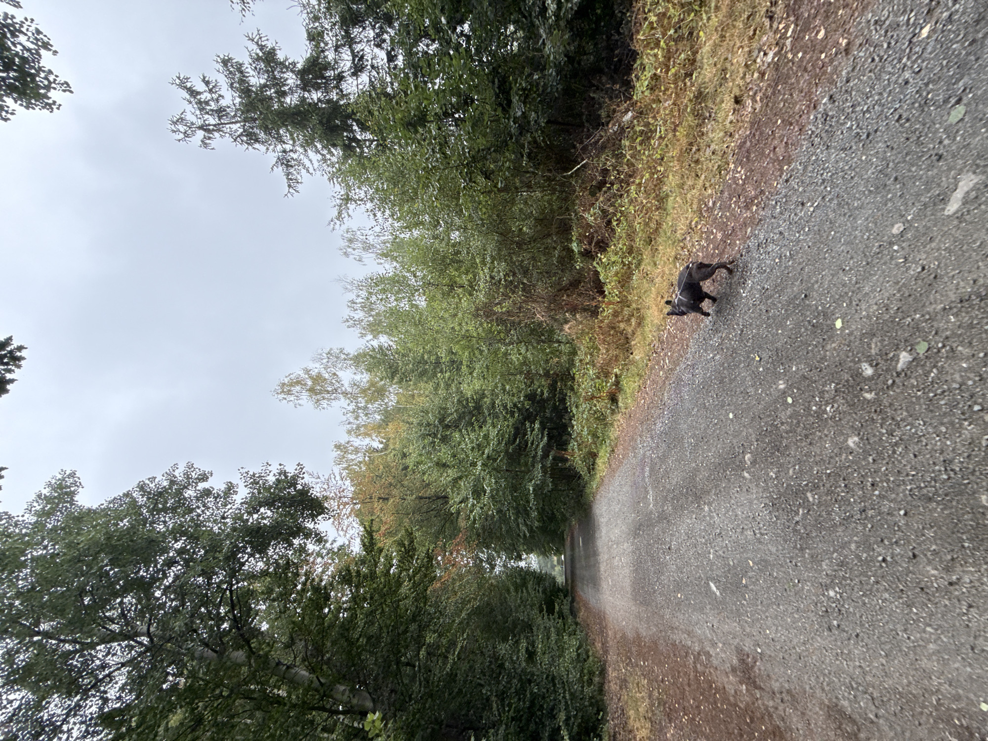 A French bulldog is walking on a gravel path in a forest. The dog is dark gray and has a white harness and leash. The path is surrounded by trees with green and brown leaves. The sky is overcast. The location is a forest path in Bad Sachsa, Germany.