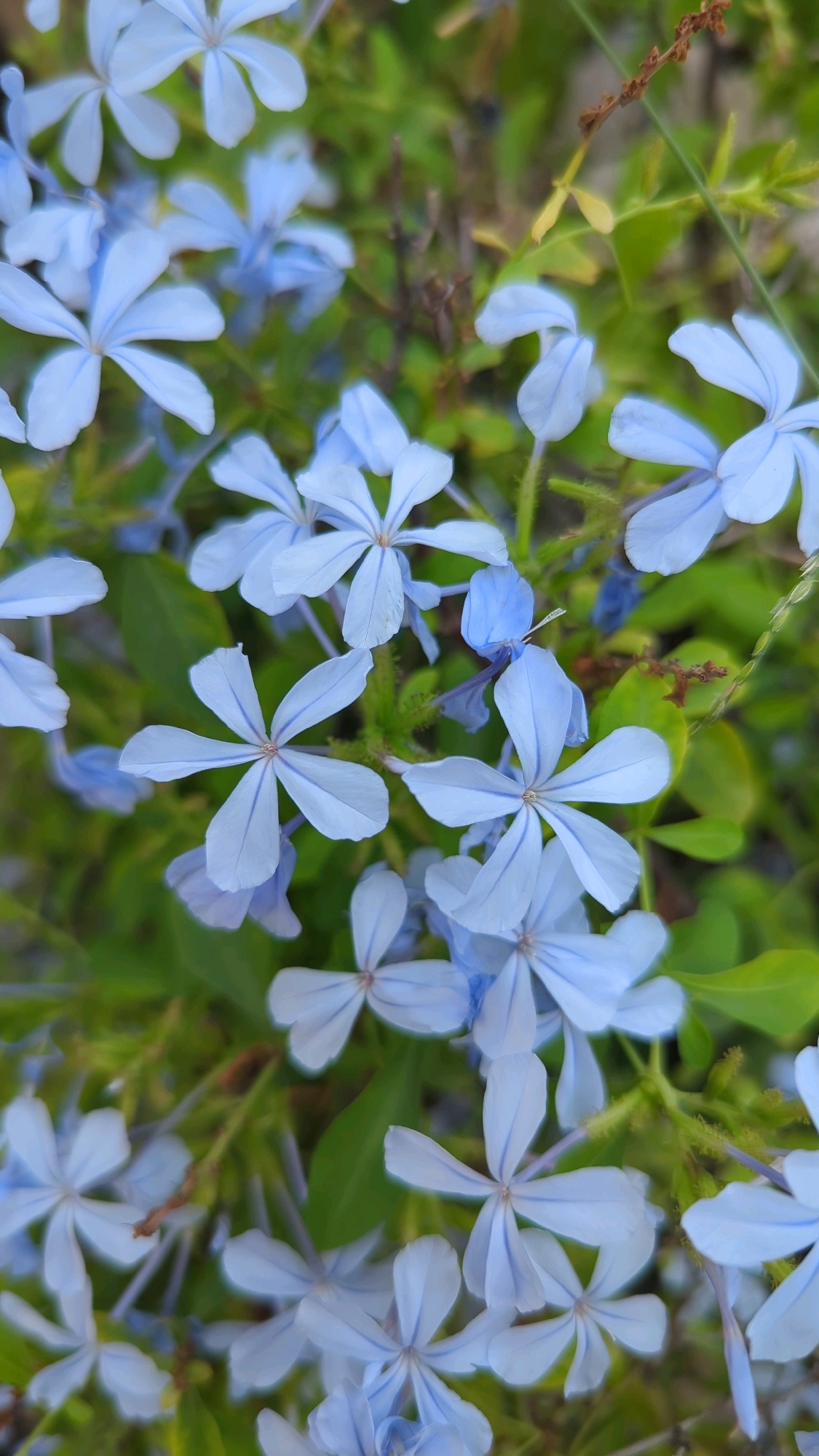 This is a close-up, portrait-oriented photograph of a cluster of small, pale blue flowers with five petals each. The flowers are arranged in a dense grouping against a background of blurred green foliage and some brown stems. Some of the flowers show darker blue veins radiating from the center. The focus is sharpest on the flowers in the foreground, with the background elements softly out of focus, creating a shallow depth of field. The image is likely taken outdoors in natural light. The location specified, Wah Model Town phase 1, Pakistan, is a residential area and a public park or garden within this area would be a plausible setting for such a floral display. There are no people, animals, or man-made structures directly visible in the photograph.