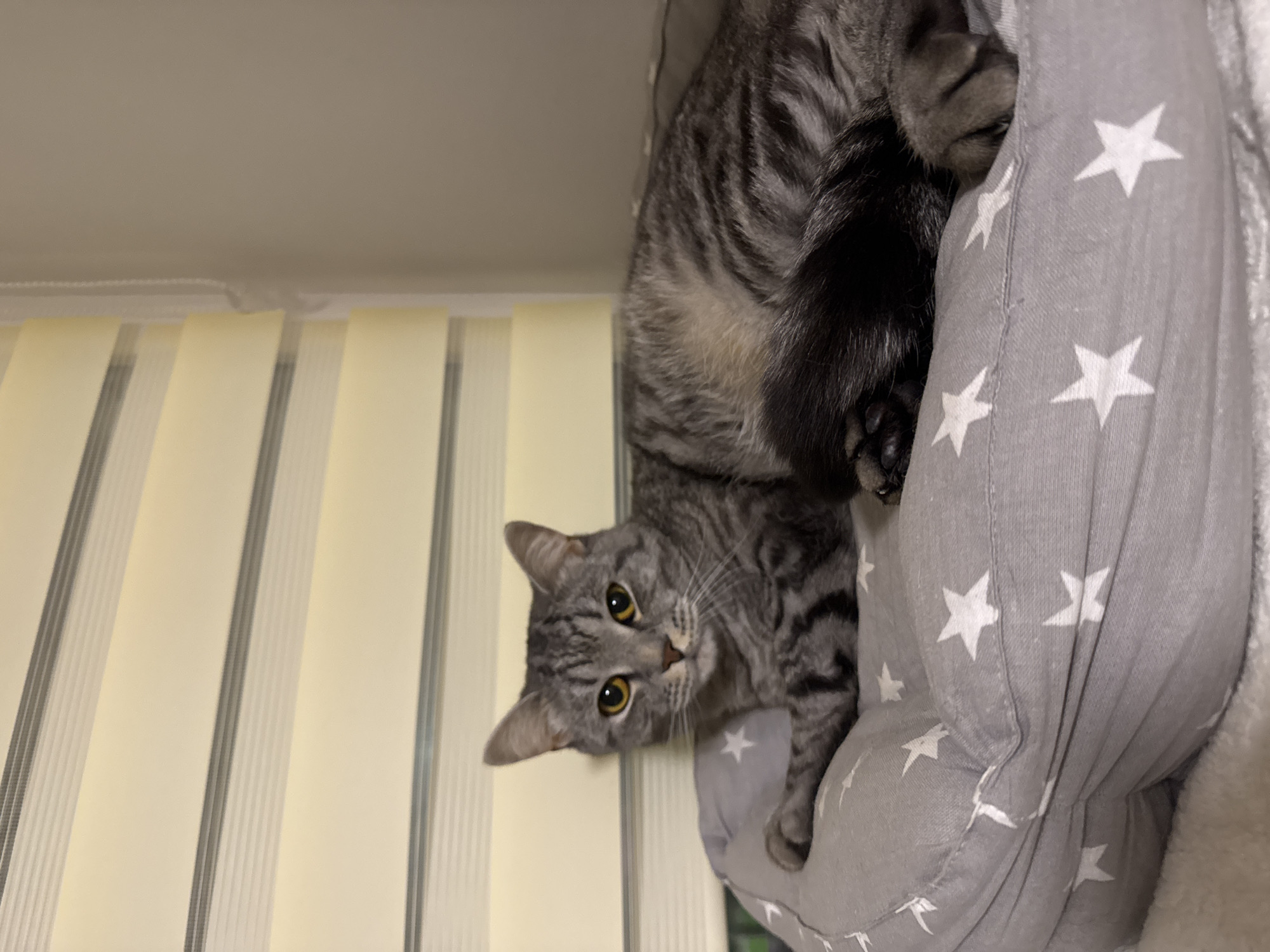 A grey tabby cat with yellow eyes is resting on a grey cat bed adorned with white stars. The cat is positioned on its side, with its front paws crossed and its body curled. Behind the cat, a window with horizontal blinds is visible, casting soft light into the room. The overall environment appears to be an indoor setting, possibly a home, in the city of Chaikovsky, Russia.