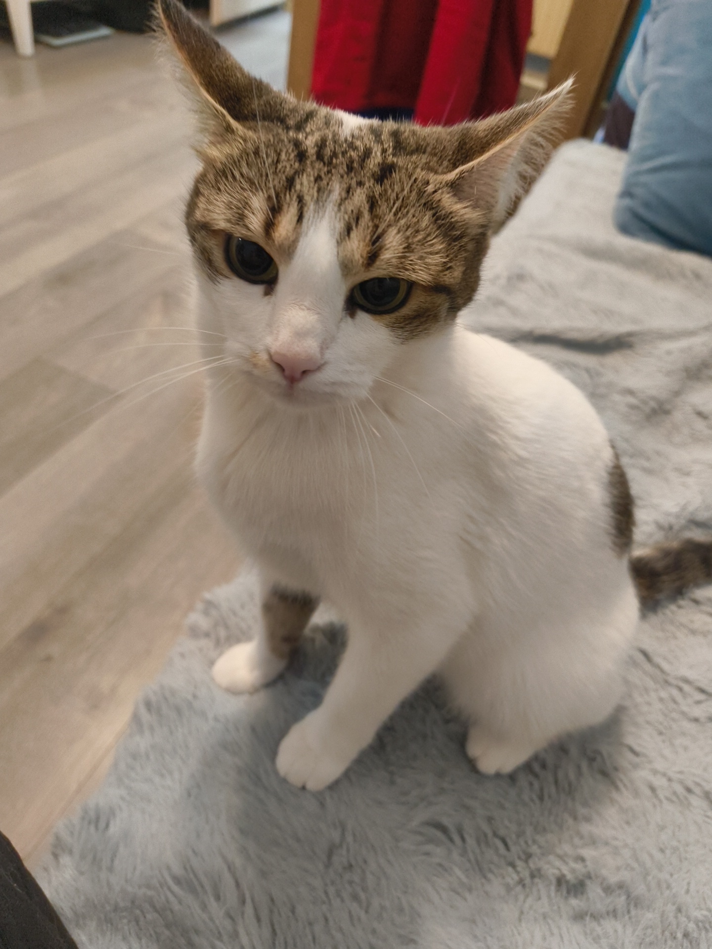 A white cat with brown and grey markings is sitting on a light grey shaggy rug. The cat is facing the camera with its ears erect. The background includes a light-colored wooden floor and a blurry red garment draped over a wooden chair. A blue cushion is also partially visible in the background. The location is not discernible from the image. The city of Sofia, Bulgaria, cannot be confirmed based on the visual information provided.