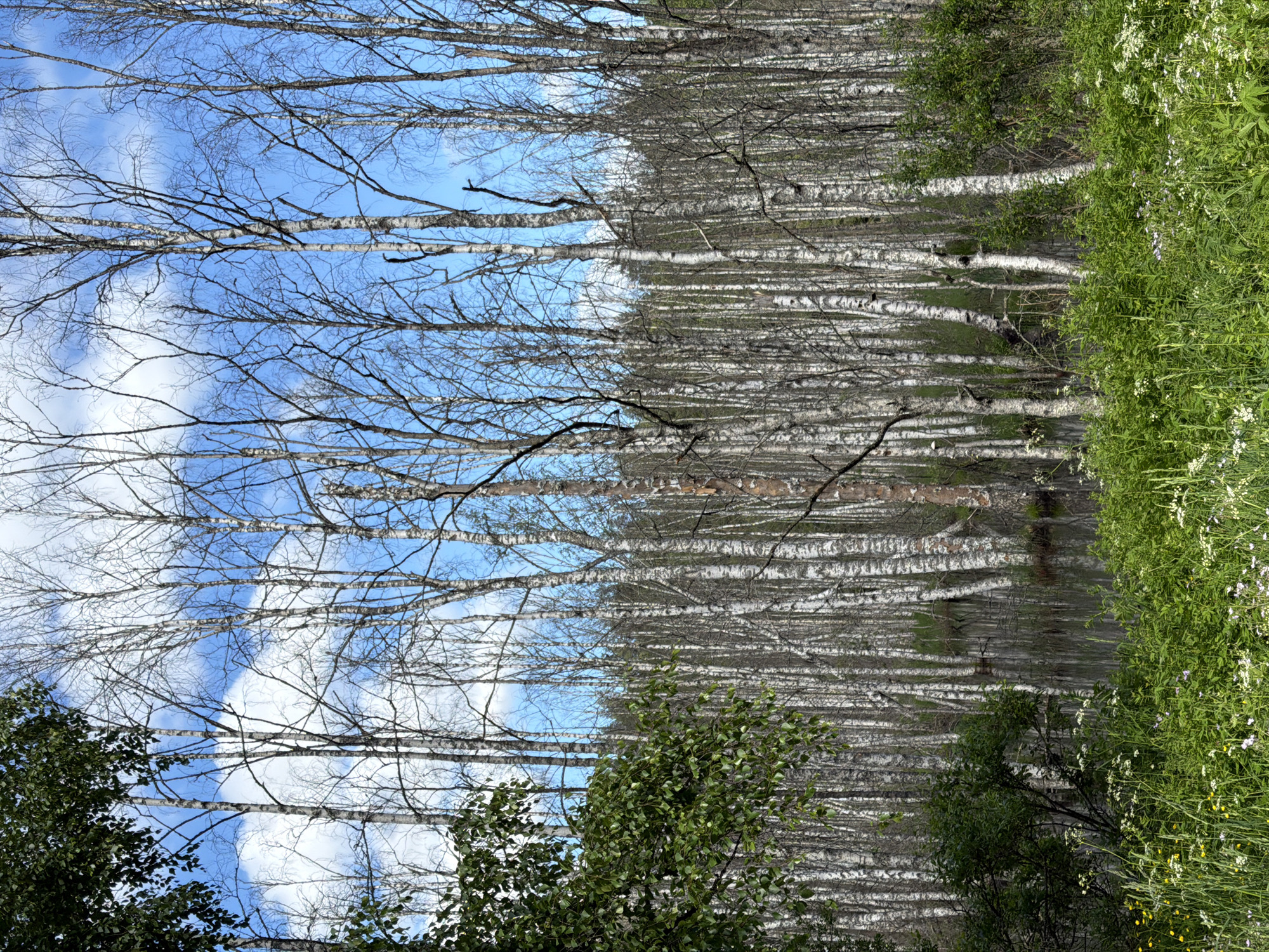 The image depicts a natural scene in Kuznechnoye, Russia, featuring a dense forest of birch trees with white bark. The trees are slender and tall, with many bare branches against a bright blue sky with scattered white clouds. In the foreground, lush green vegetation, including grass and wildflowers, thrives. A dark, still body of water, possibly a pond or swamp, is visible between the trees in the mid-ground, reflecting the sky and trees. The overall impression is one of a peaceful, natural environment.